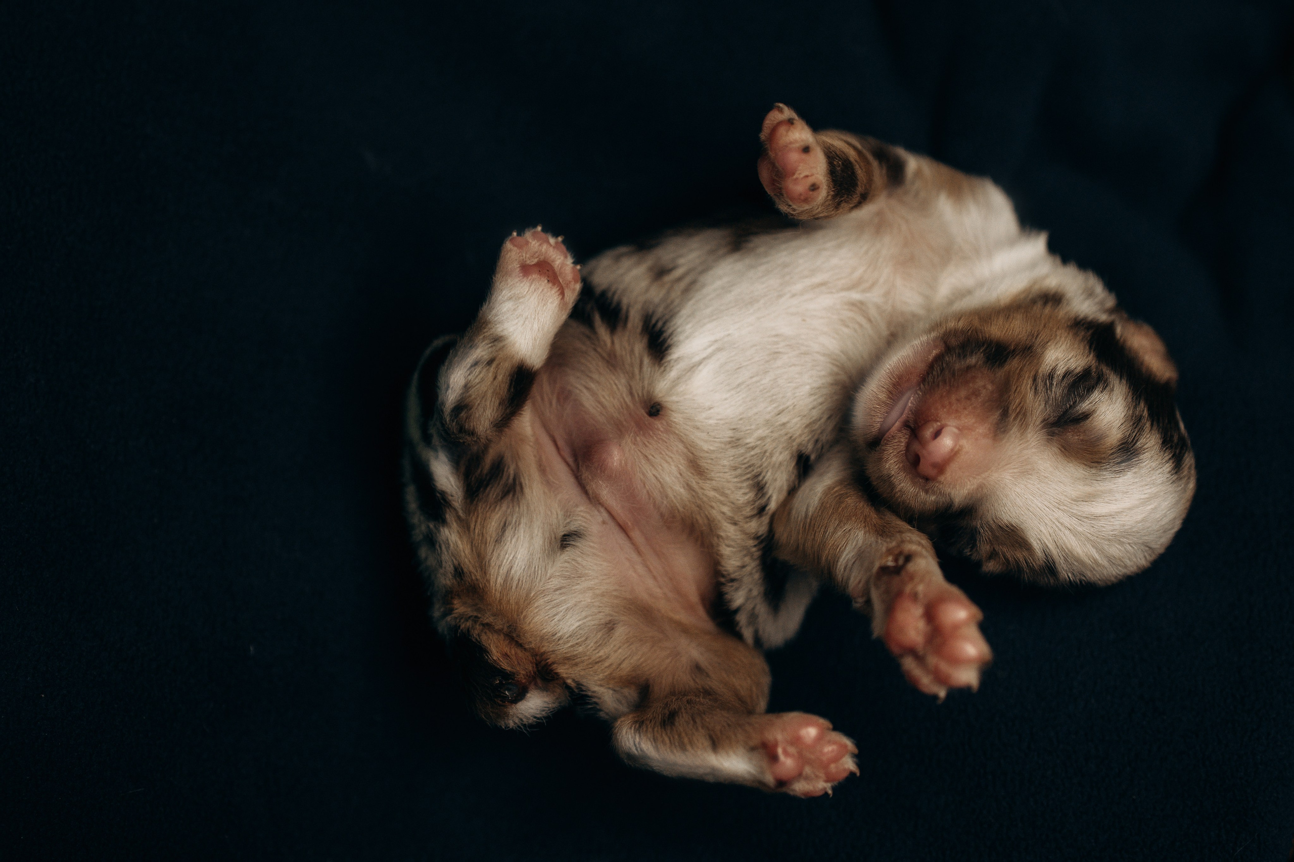 Tiny Aussies. Pet Photographer Viktoriya Aleshenko