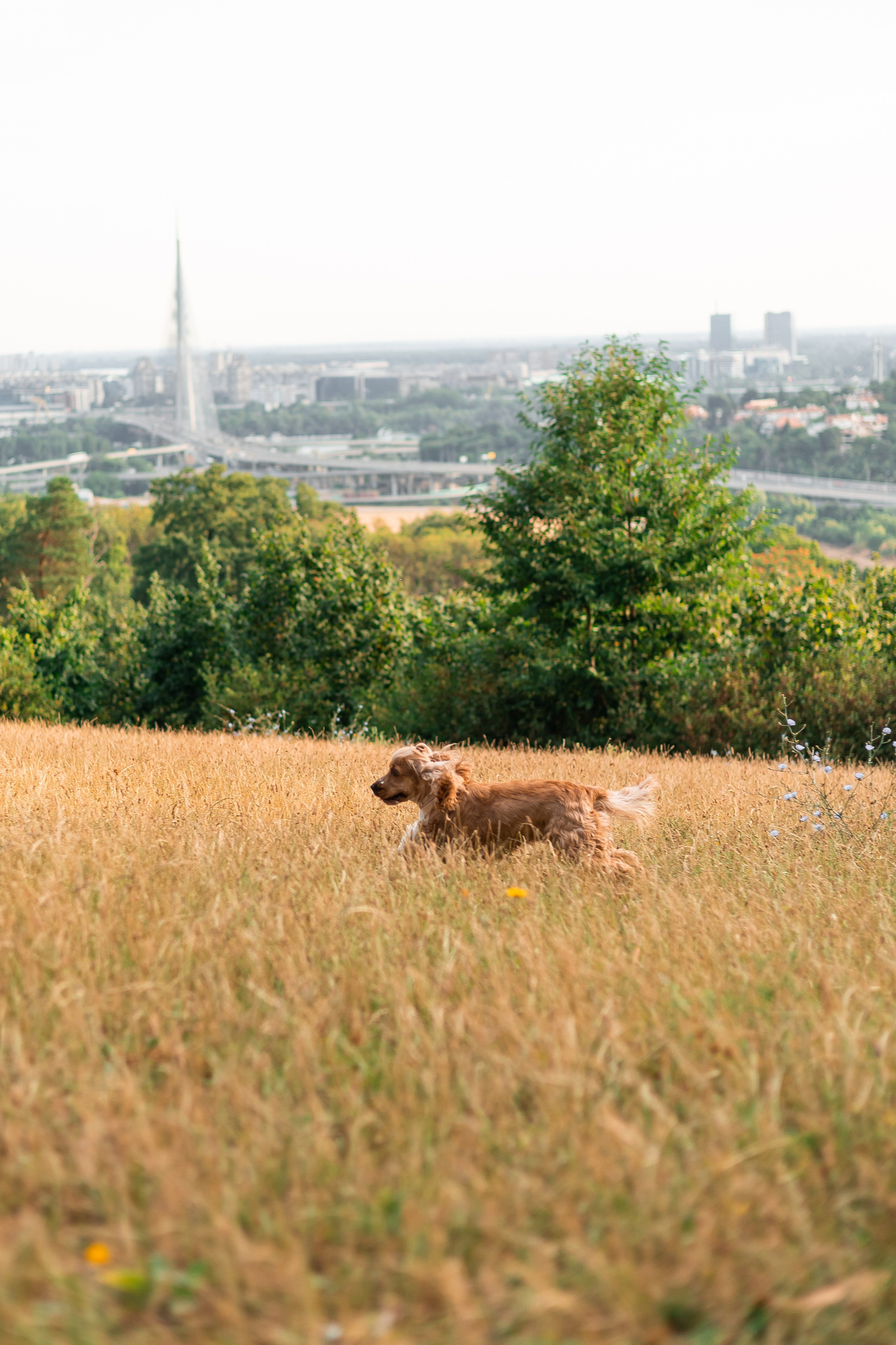 Алина и Юки. Фотограф-анималист | Белград