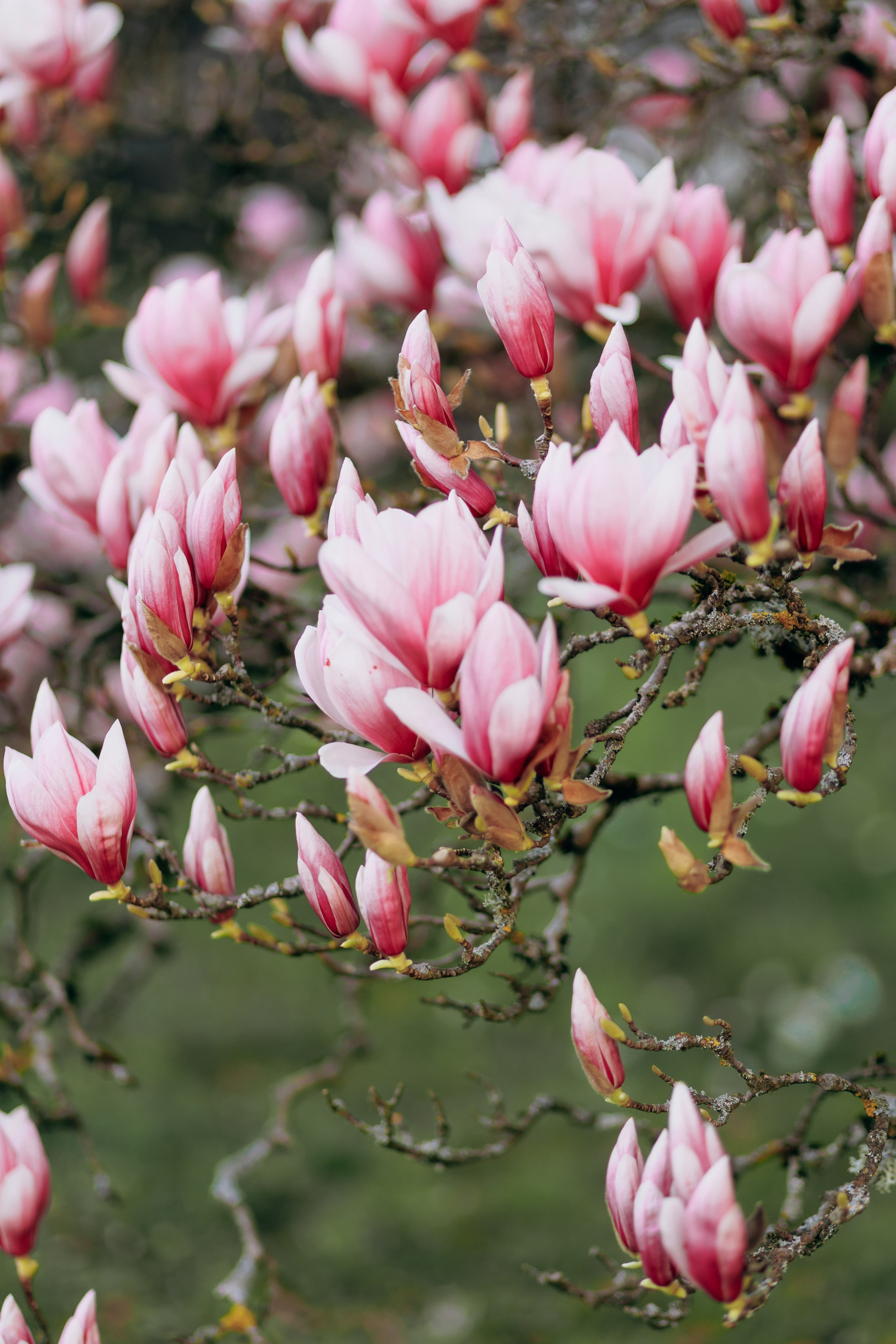 Tatiana, Alisa, Daria. Wedding and Family Photograph