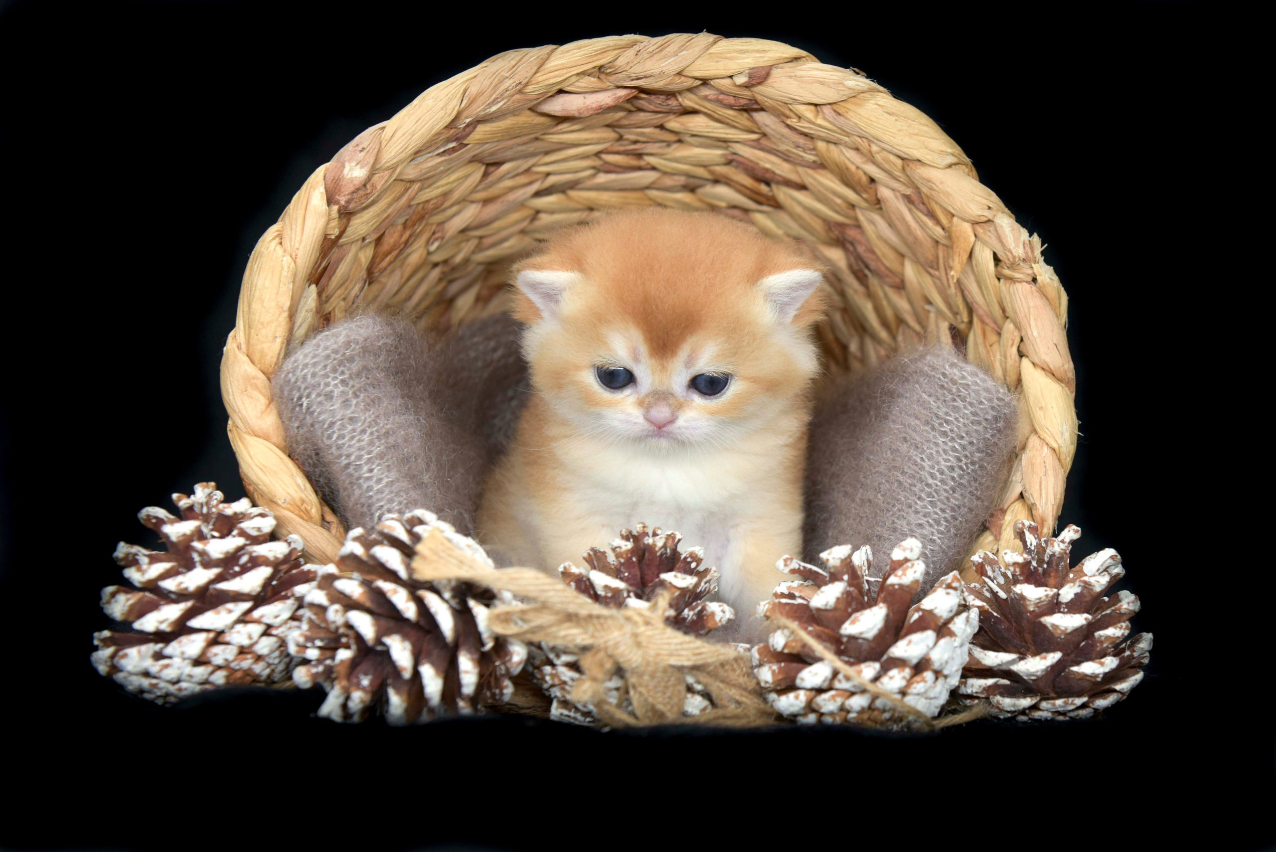 Εκτροφειο βρετανικης κοντότριχης γατας στην Ελλαδα, εκτροφειο british shorthair Αθηνα, εκτροφείο βρετανικής κοντότριχης στην Αθήνα, βρετανικη κοντοτριχη τσιντσιλα, χρυση βρετανική γάτα, βρετανική κοντότριχη γάτα με pedigree, βρετανική κοντότριχη γάτα τιμή, βρετανική μακρύτριχη γάτα, εκτροφείο βρετανικής κοντότριχης γάτας στην Κύπρο, βρετανική γάτα στην Κύπρο τιμή, χρυσή βρετανική γάτα στην Κύπρο, χρυσή βρετανική γάτα Λεμεσός, εκτροφειο βρετανικης γατας Θεσσαλονικη, βρετανικο γατακι τιμη Λεμεσος, βρετανικο γατακι τιμη, βρετανικη γατα Κυπρος, βρετανικη κοντοτριχη γατα τιμη, εκτροφειο βρετανικης κοντοτριχης Θεσσαλονικη