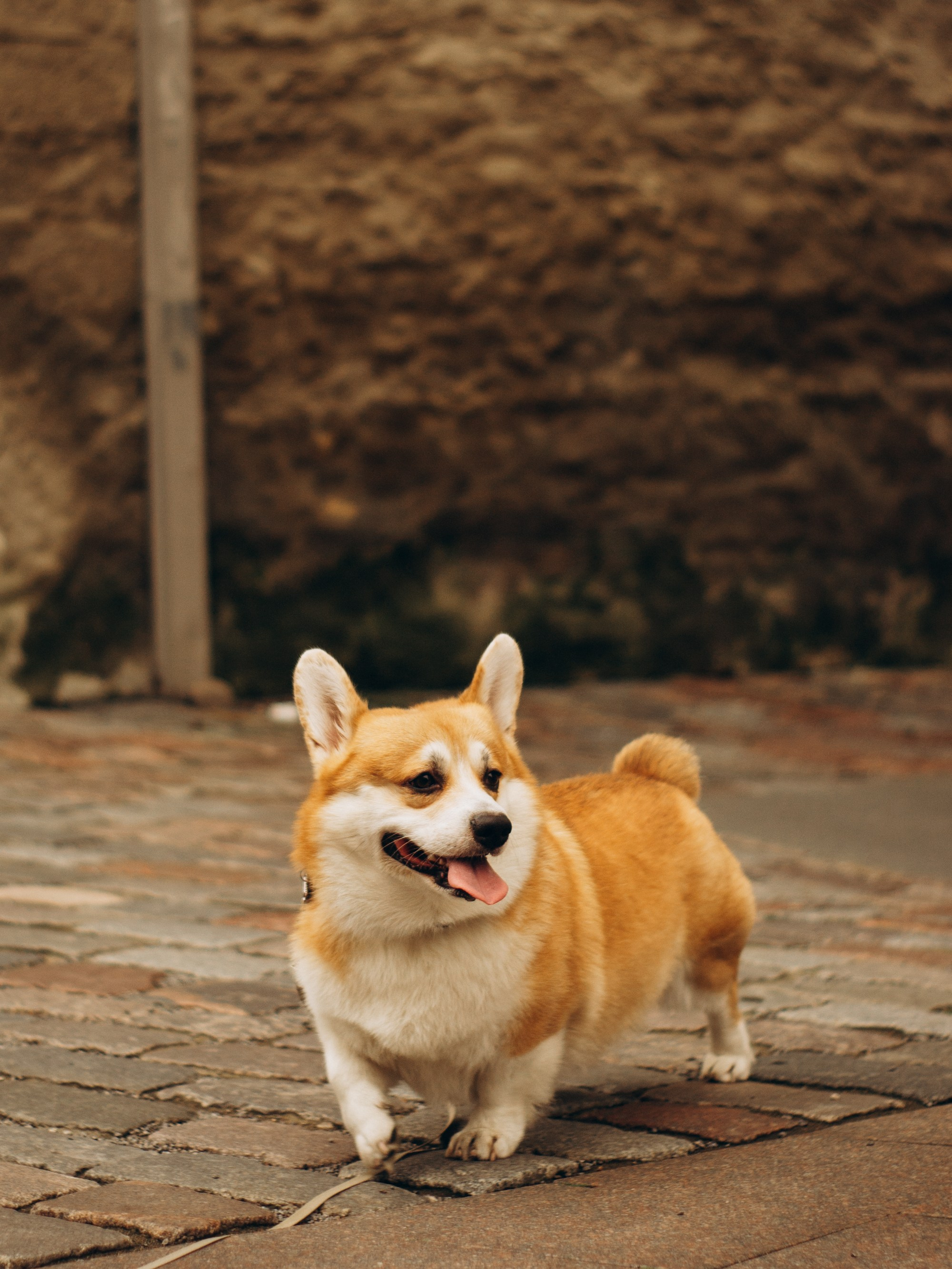 Corgi party, september. Kat Laisaar — Pet photographer in Tallinn