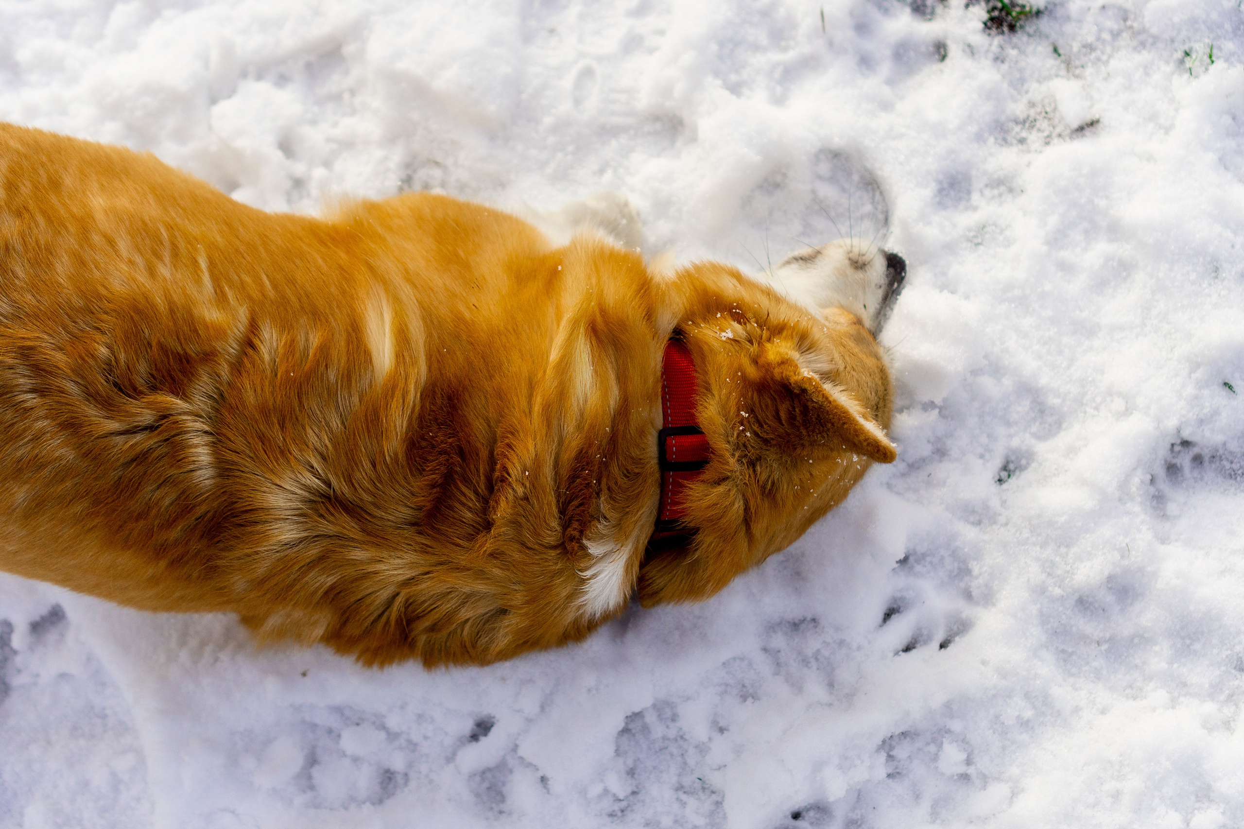 Corgi party, 23 feb. 2025. Kat Laisaar — Pet photographer in Tallinn