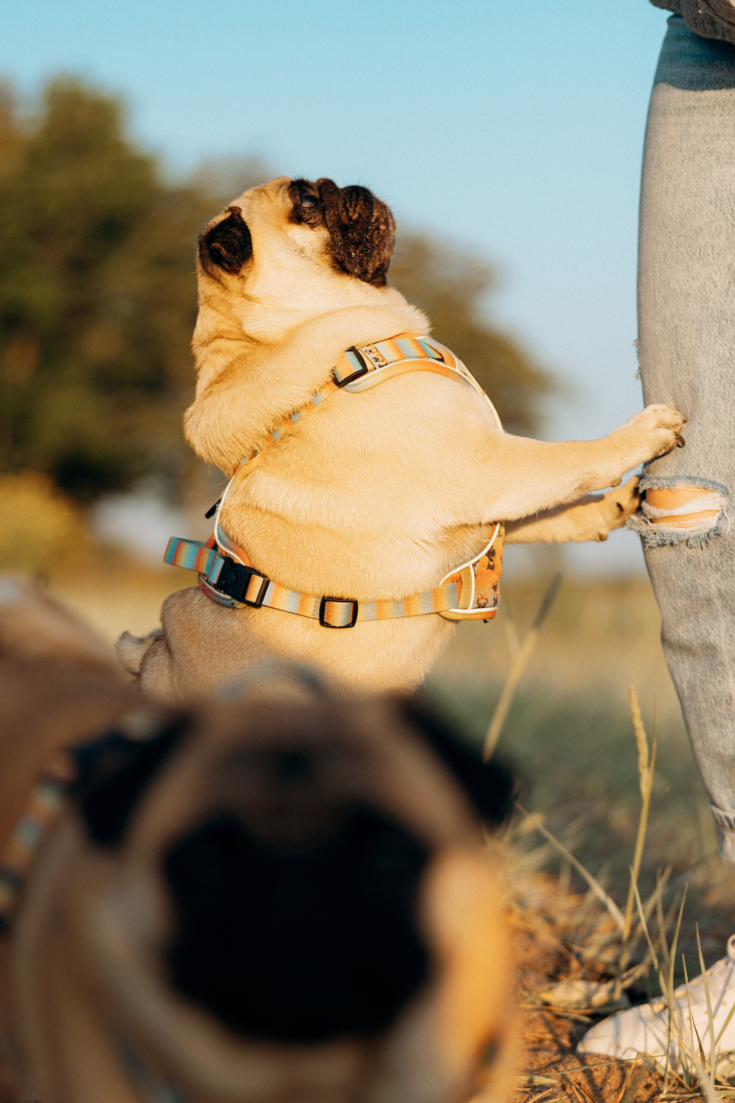 Frank, Tony, Katerina & Lev. Kat Laisaar — Pet photographer in Tallinn