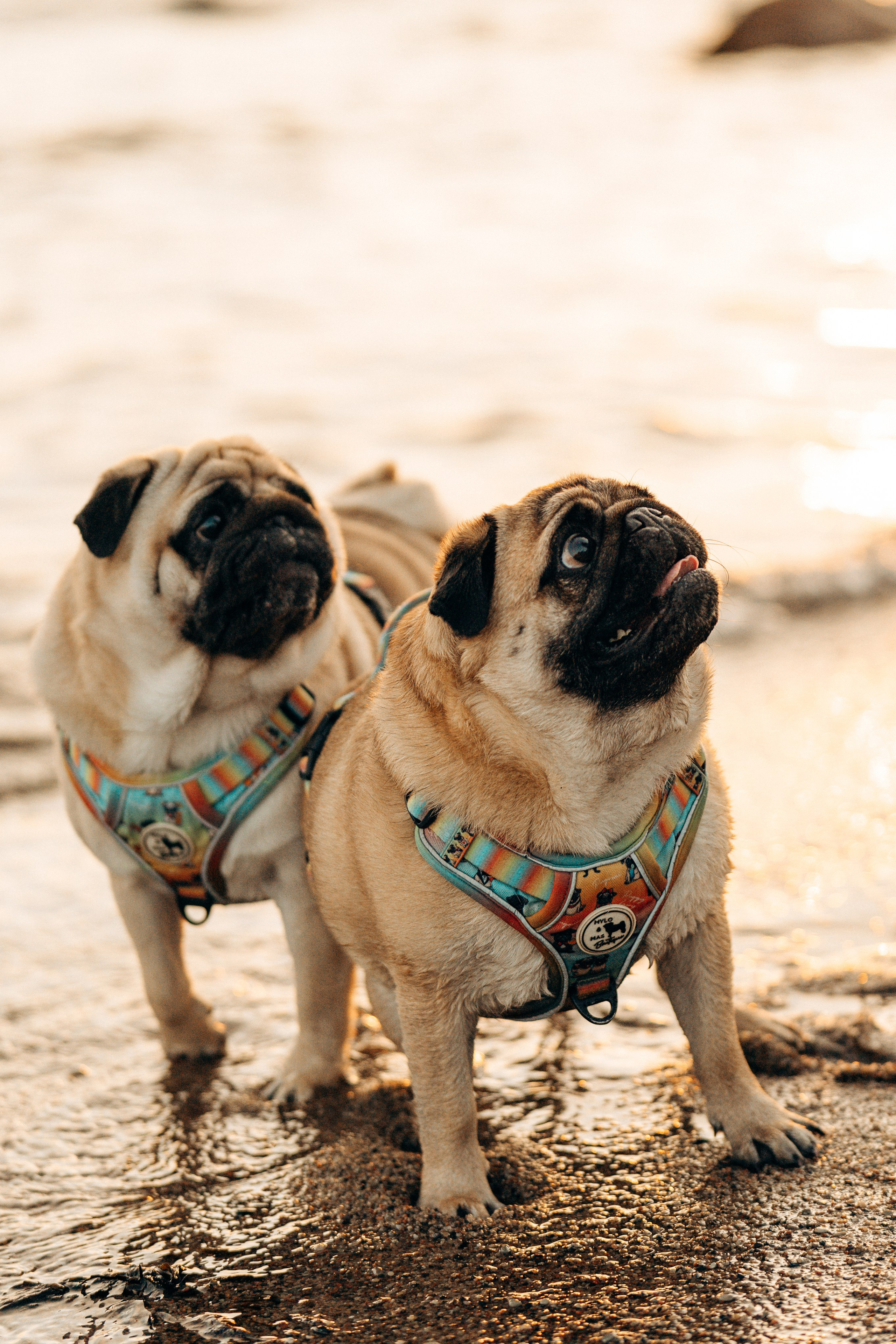 Frank, Tony, Katerina & Lev. Kat Laisaar — Pet photographer in Tallinn