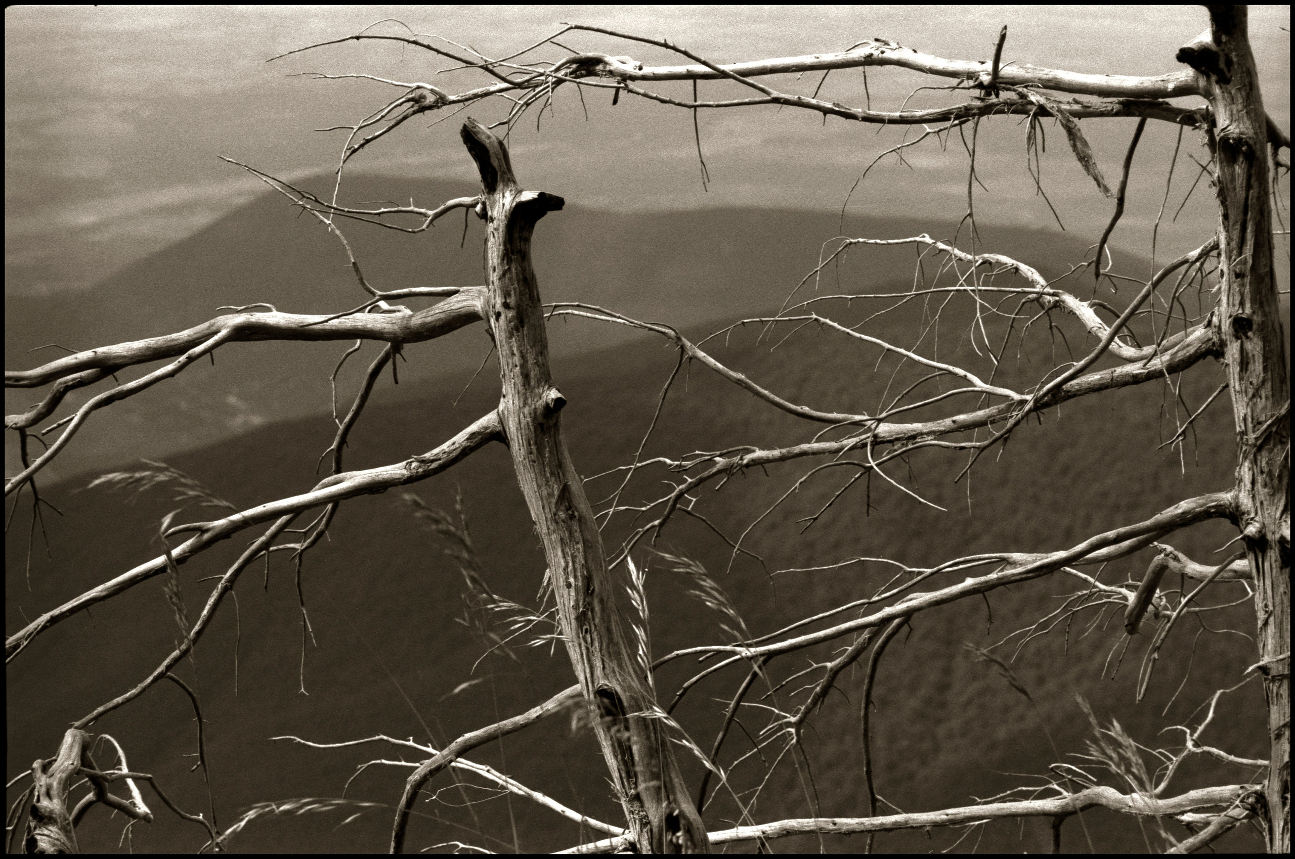NATURE. Www.sananphotography.com