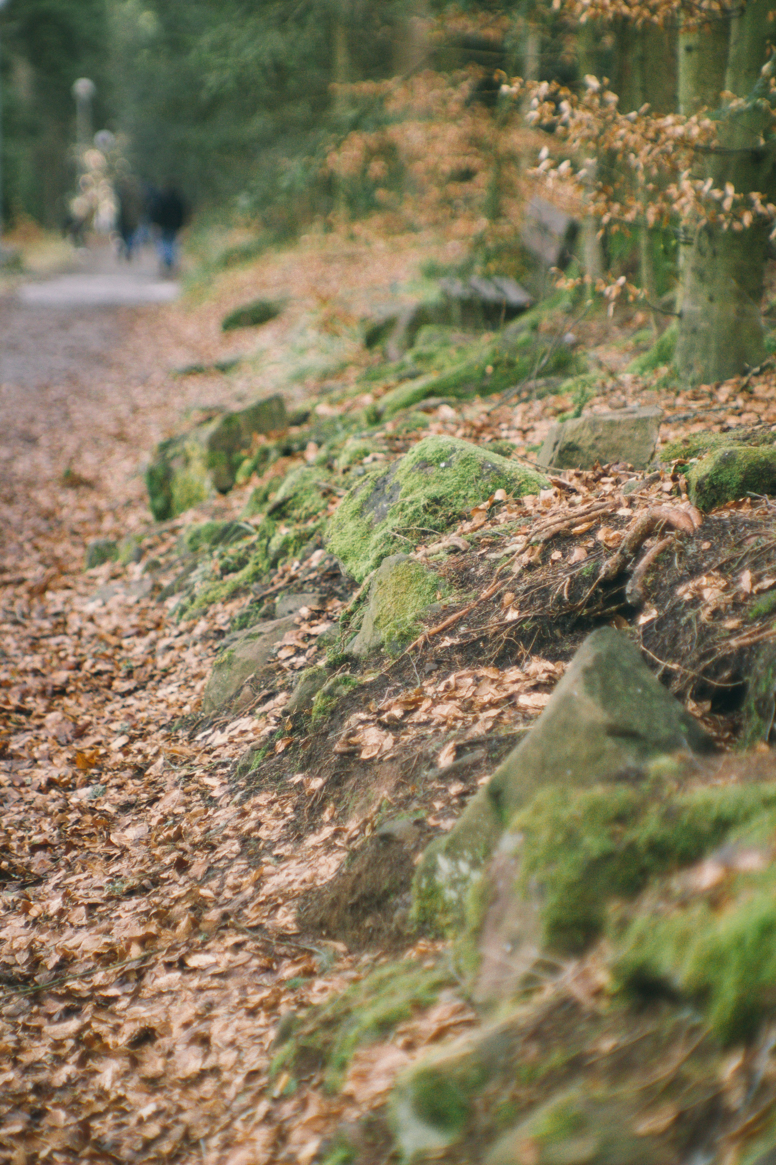 Baumwipfelpfad in Bad Wildbad. Maria Chistyakovа — Fotografin in Karlsruhe, Baden-Baden und Umgebung
