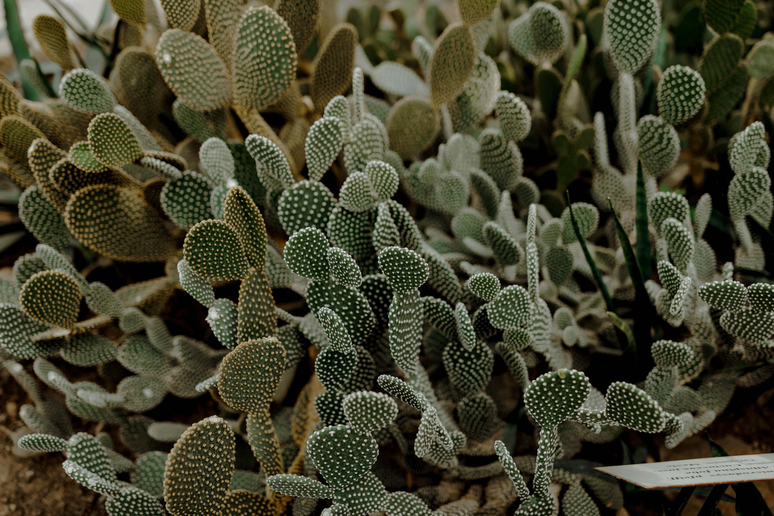 Despre noi și emoții -Moldova-. Servicii Foto Video în Chișinău și Europa ID-Brothers