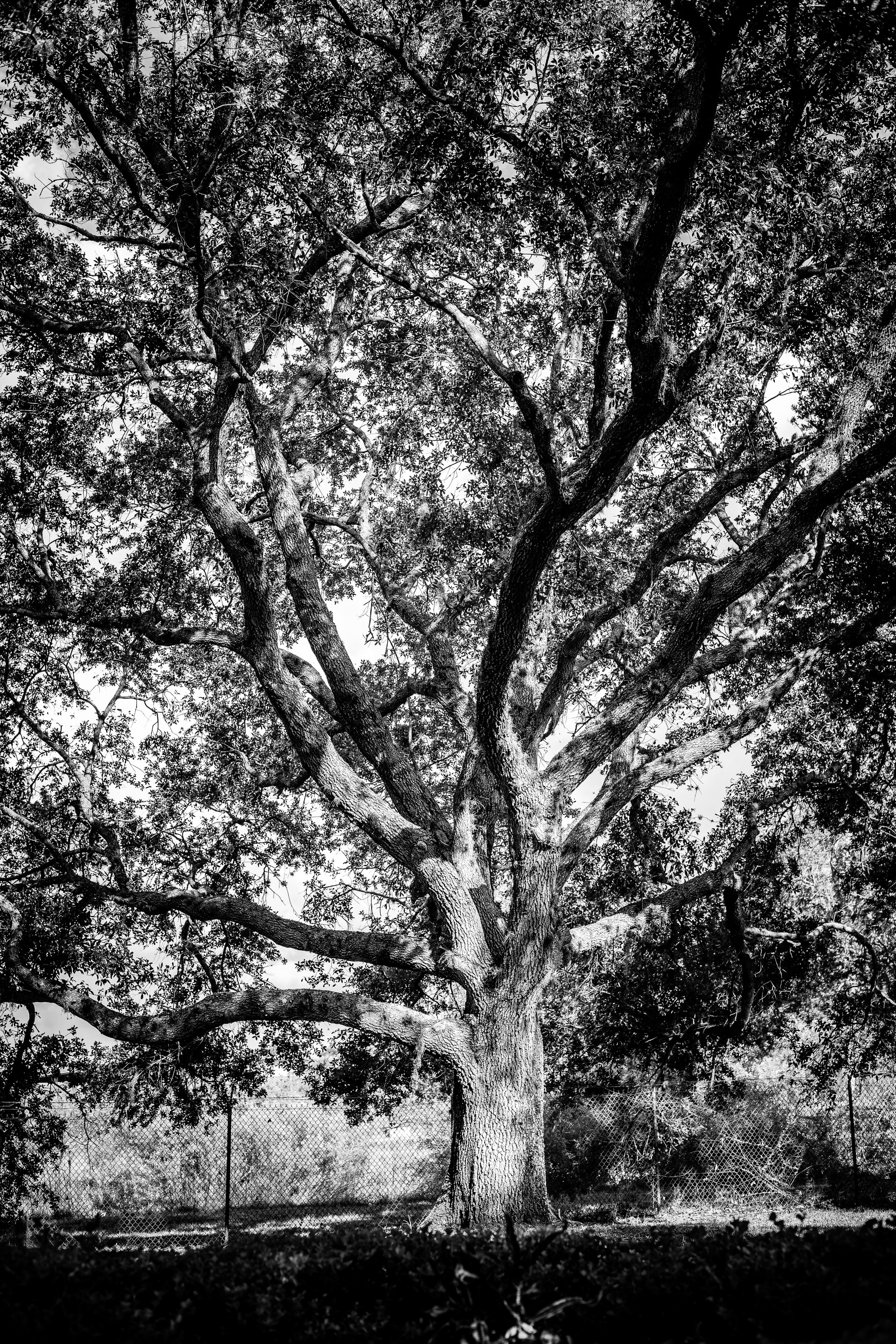 Americana — Immokolee. Out and About 239