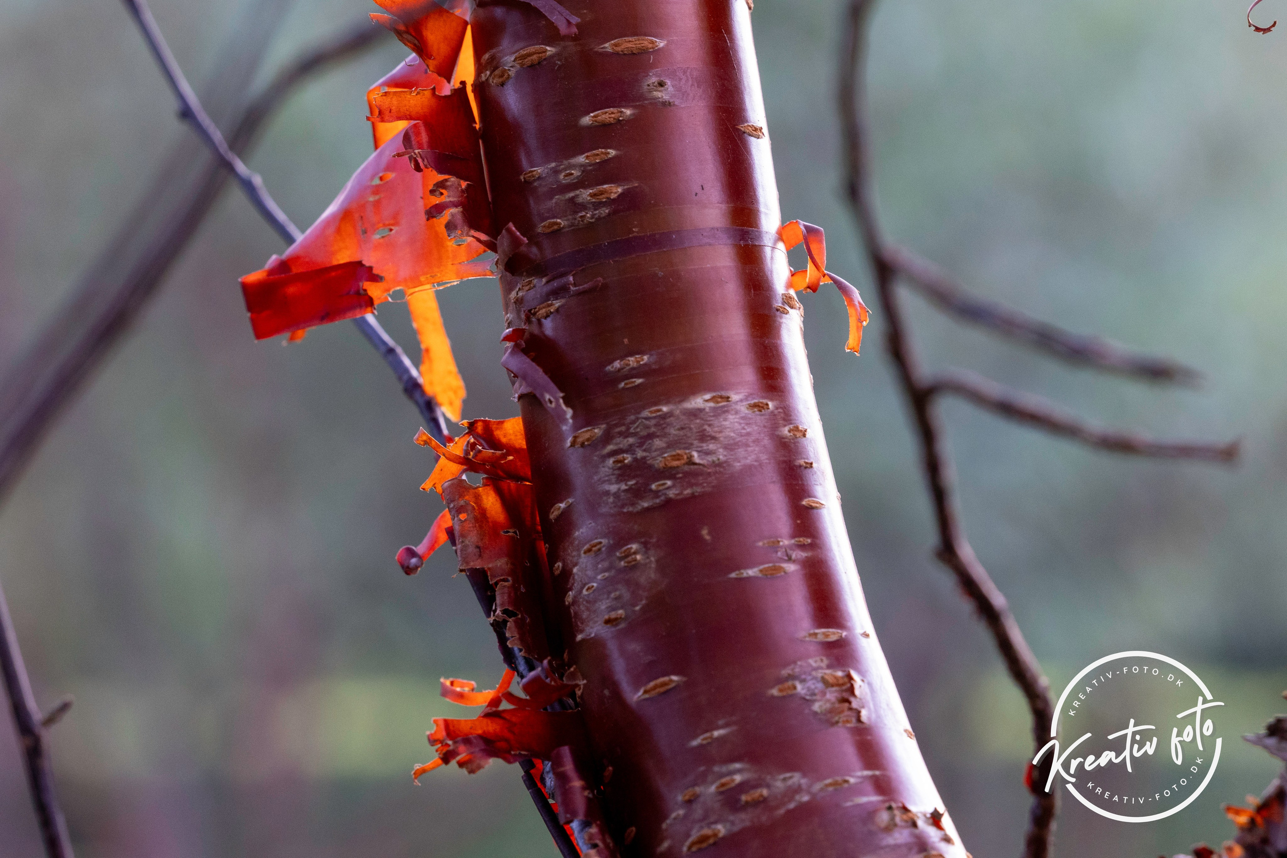 Efterår. Fotograf Aarhus | Portrætfoto Århus | Flotte billeder