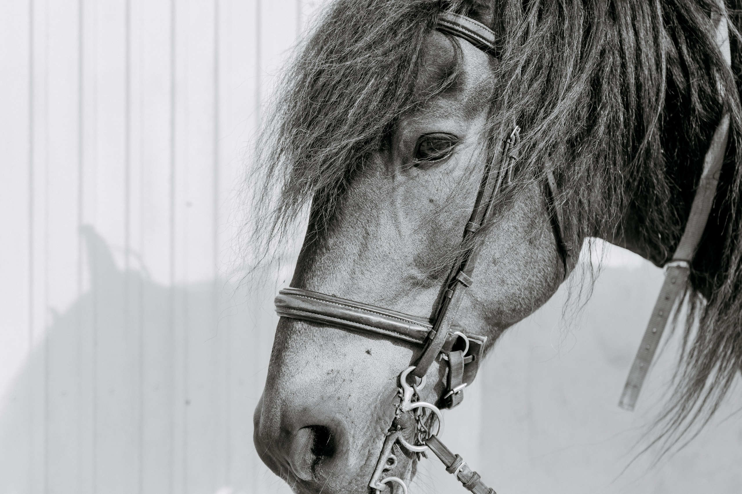 Marlene & Tiago com filhos. Passeios a Cavalo na Praia Peniche | Eco Salgados Agroturismo