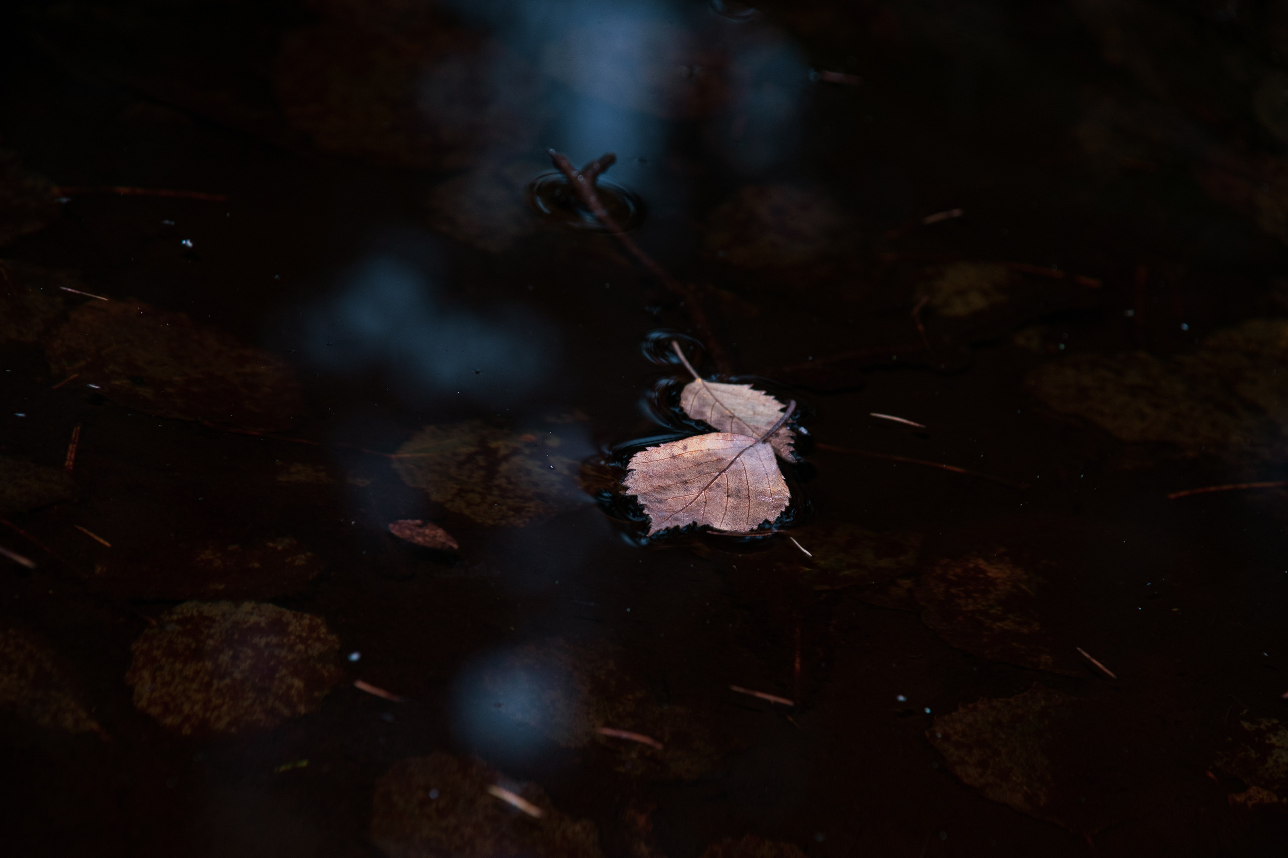 Portfolio. Photographer in Sotenäs municipality. Fotograf i Sotenäs kommun