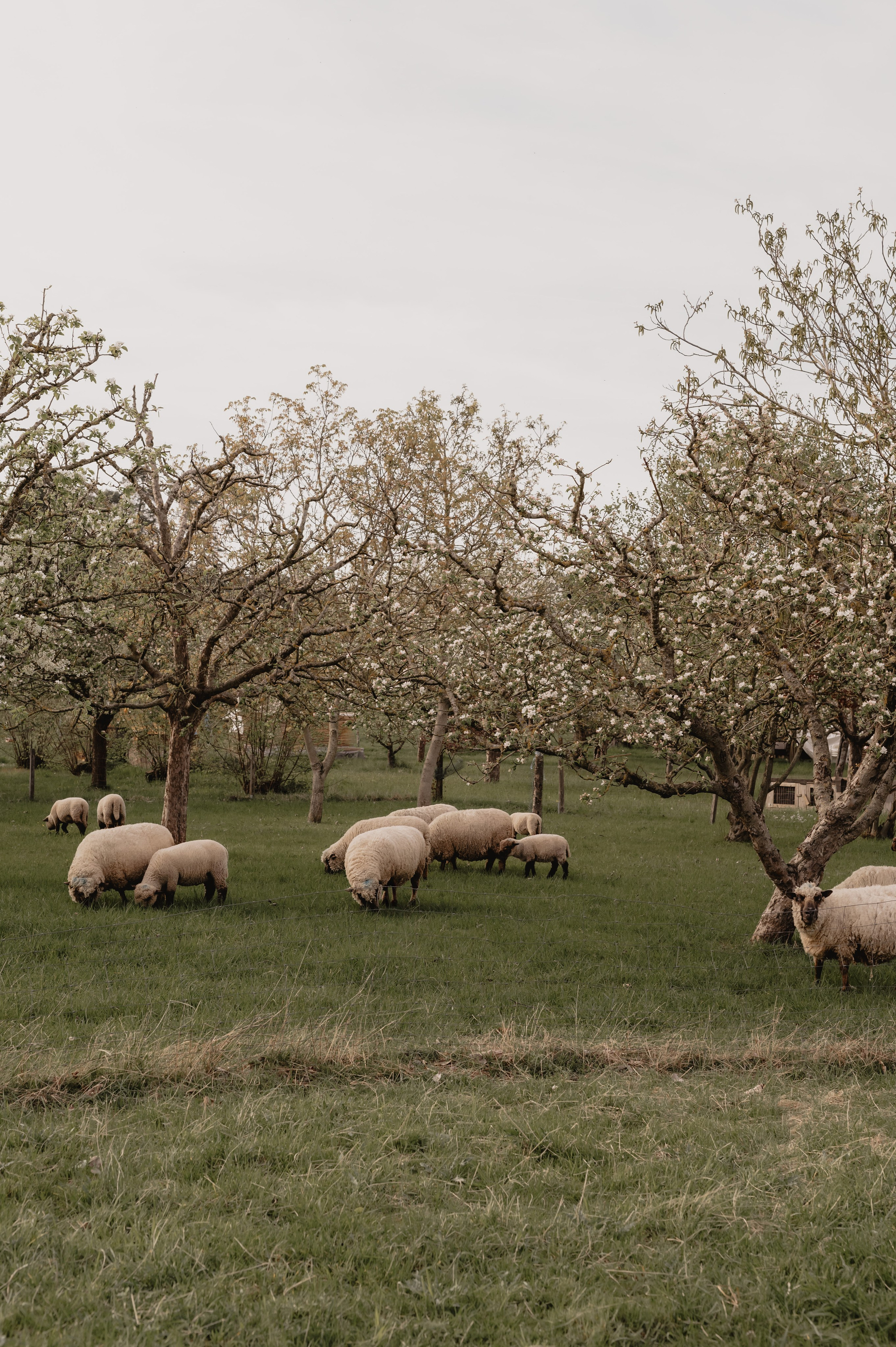 MUTTERTAG. Fotografin Ansbach - Paare | Hochzeit | After Wedding