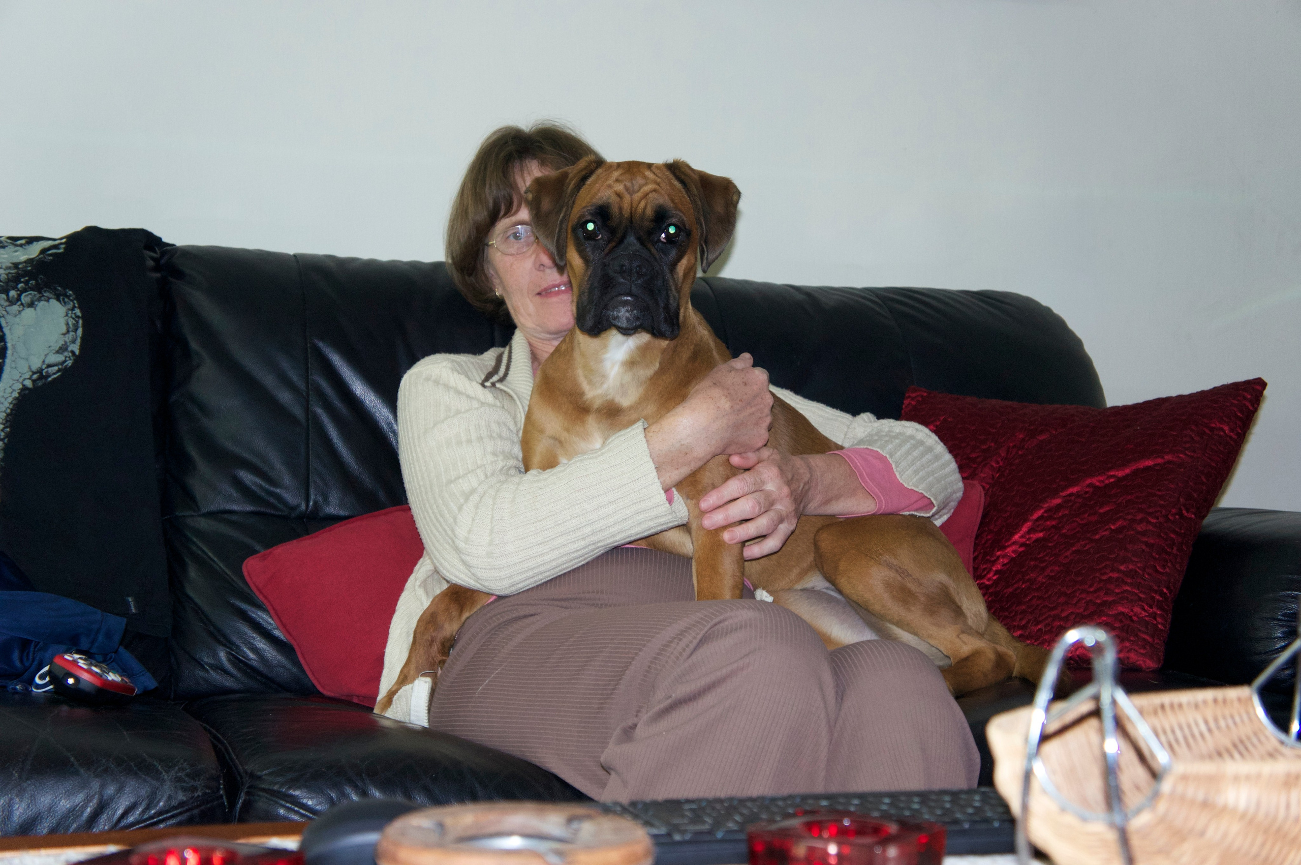 My ״Star״ Boxer Dog