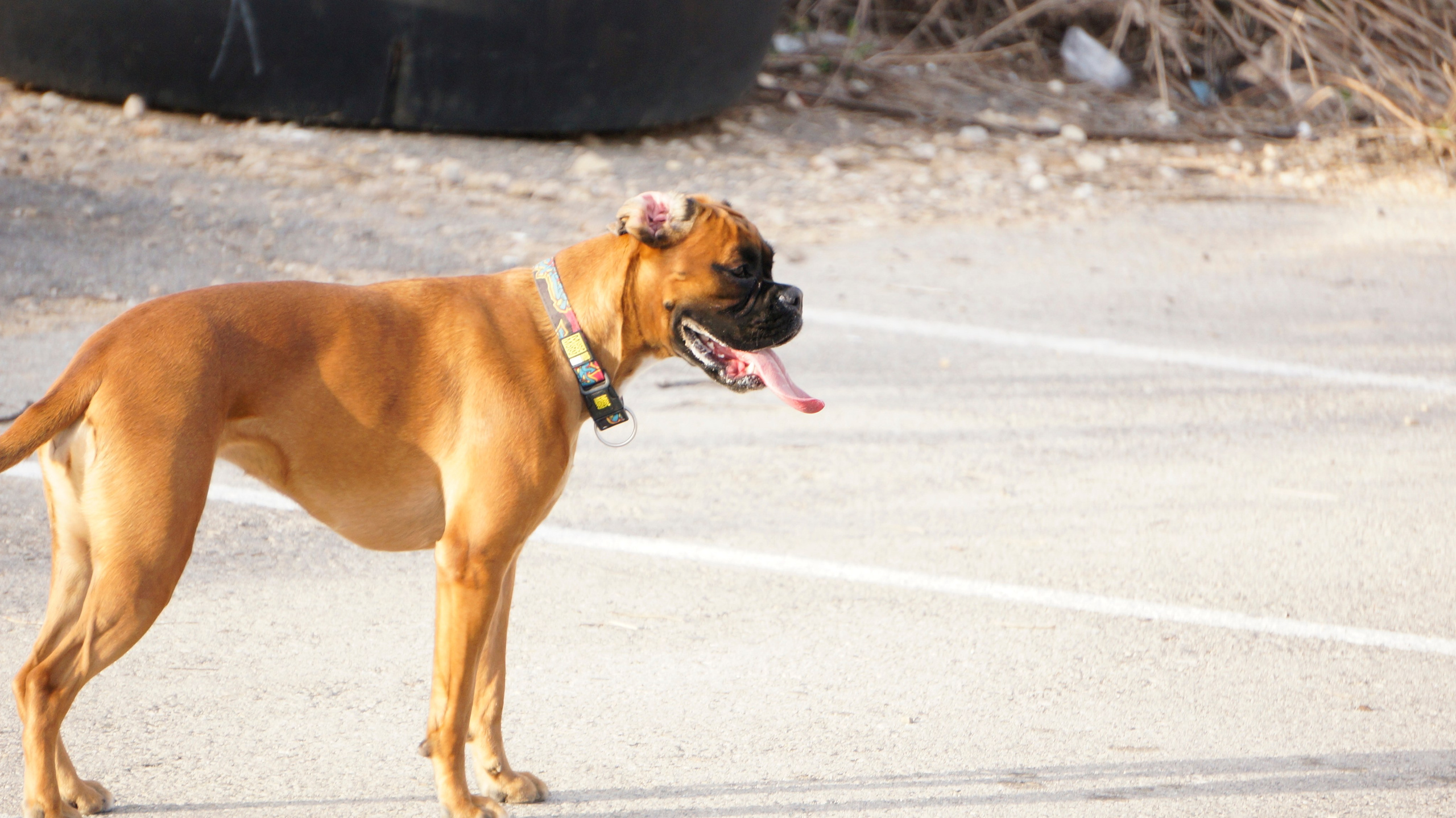 My ״Star״ Boxer Dog