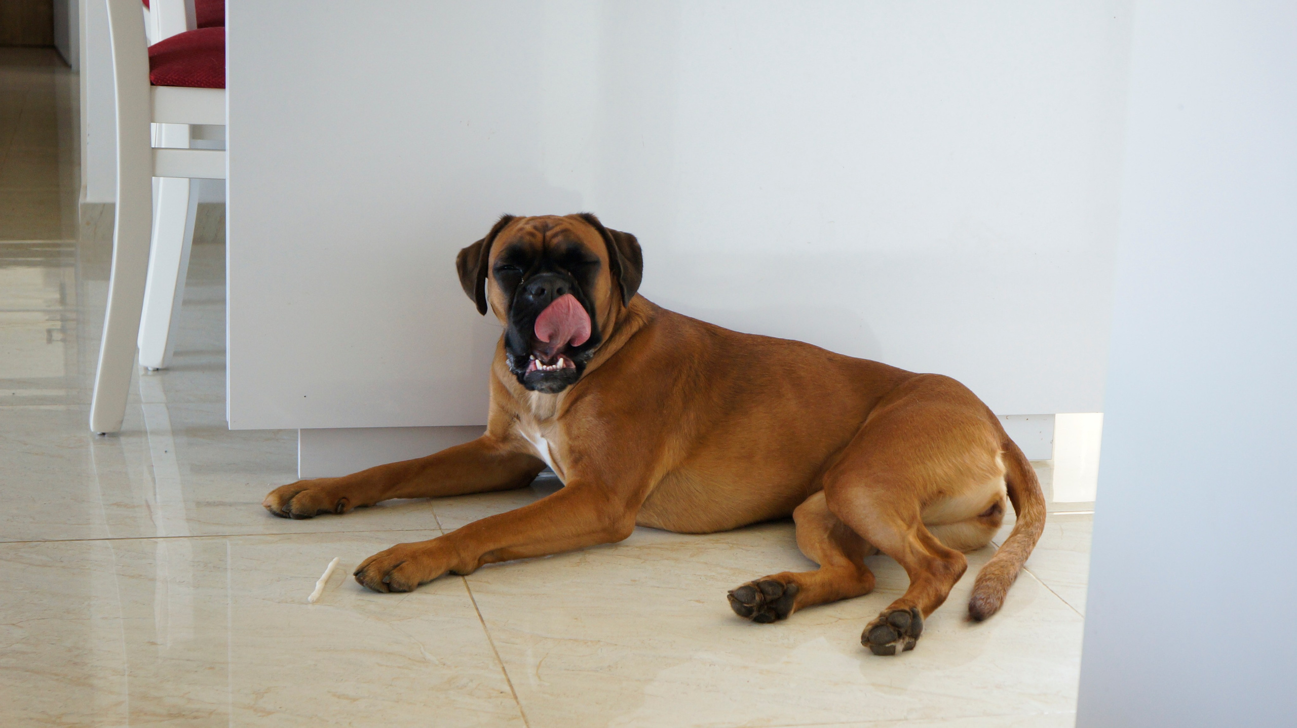 My ״Star״ Boxer Dog