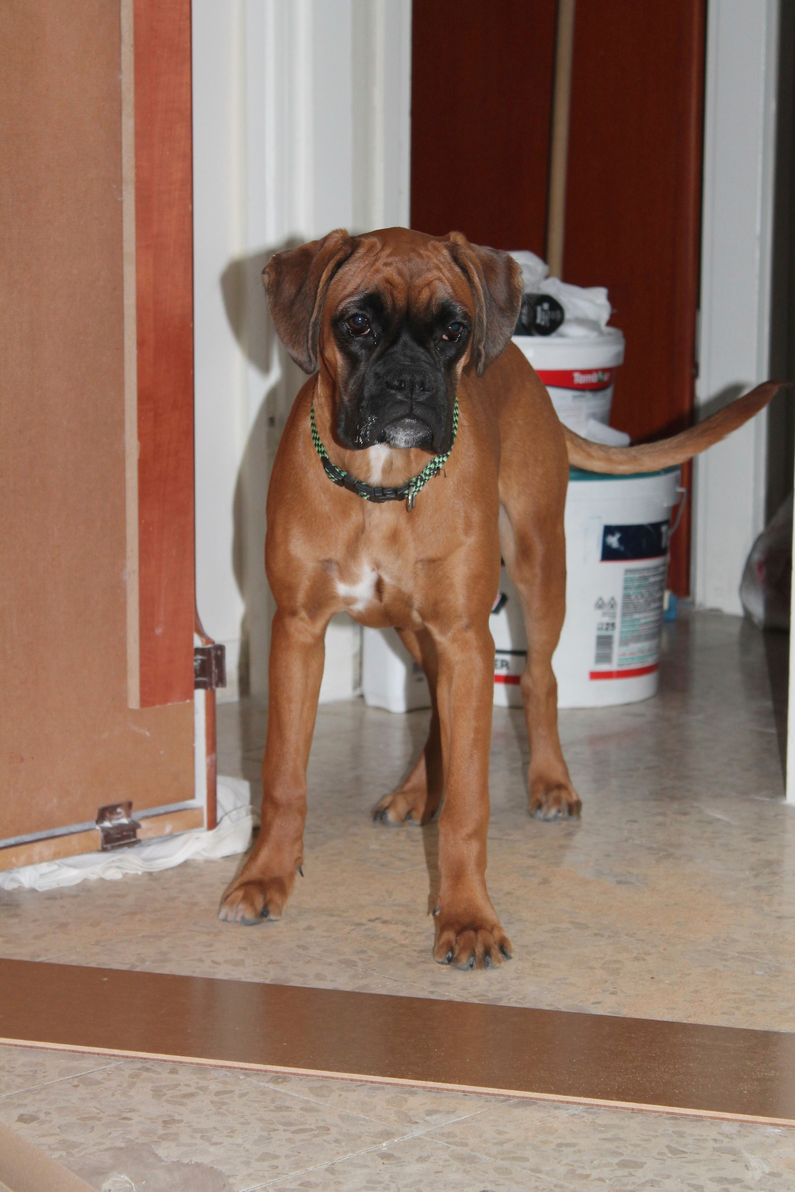 My ״Star״ Boxer Dog