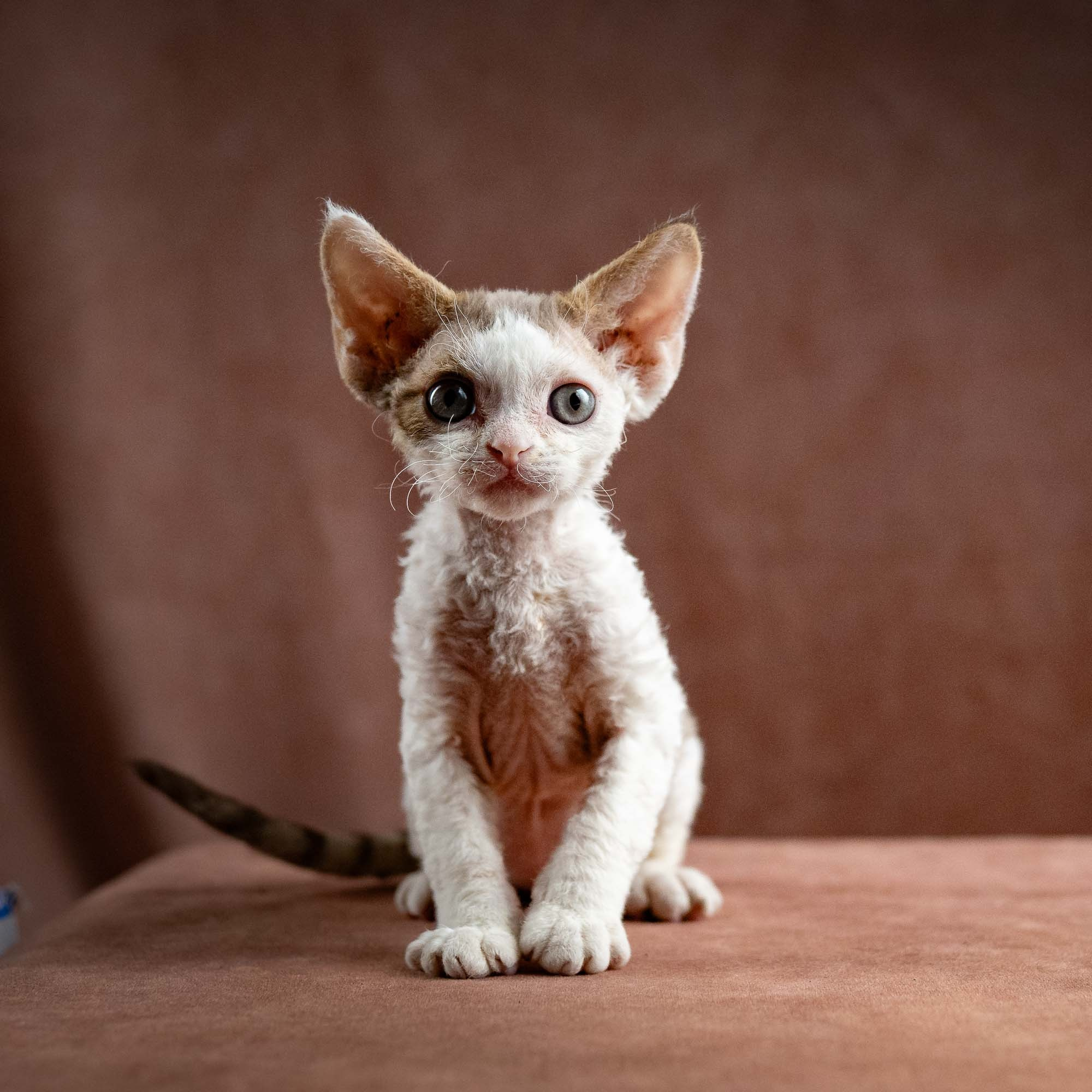 Hector,  boy, born 04.20.25. Devon Rex Pixie Cattery