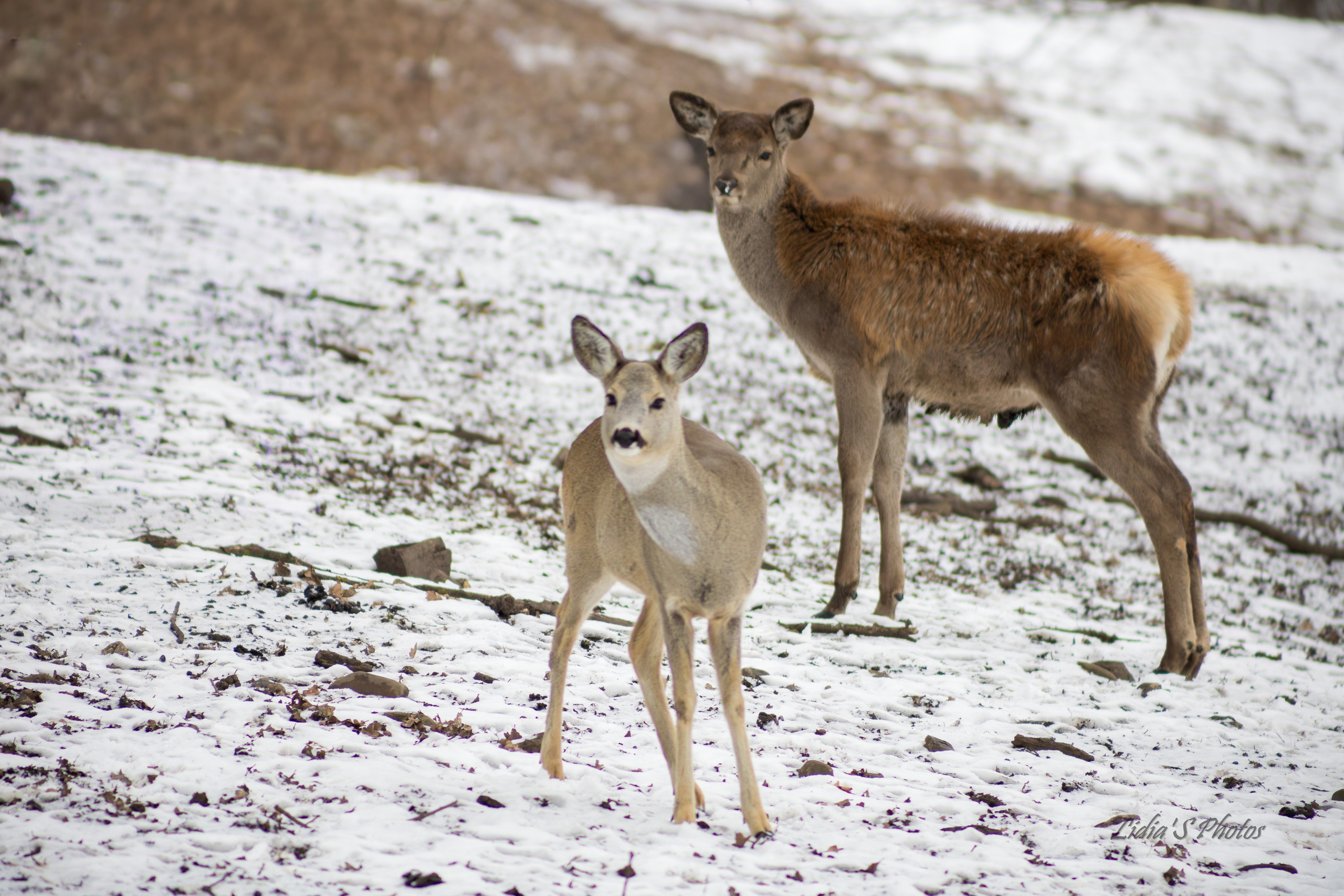 Flora și fauna. Fotograf. Lucrez cu oameni, produse și spații. Portret și fotografie creativă. Bacău, România. Lidia Savinoiu