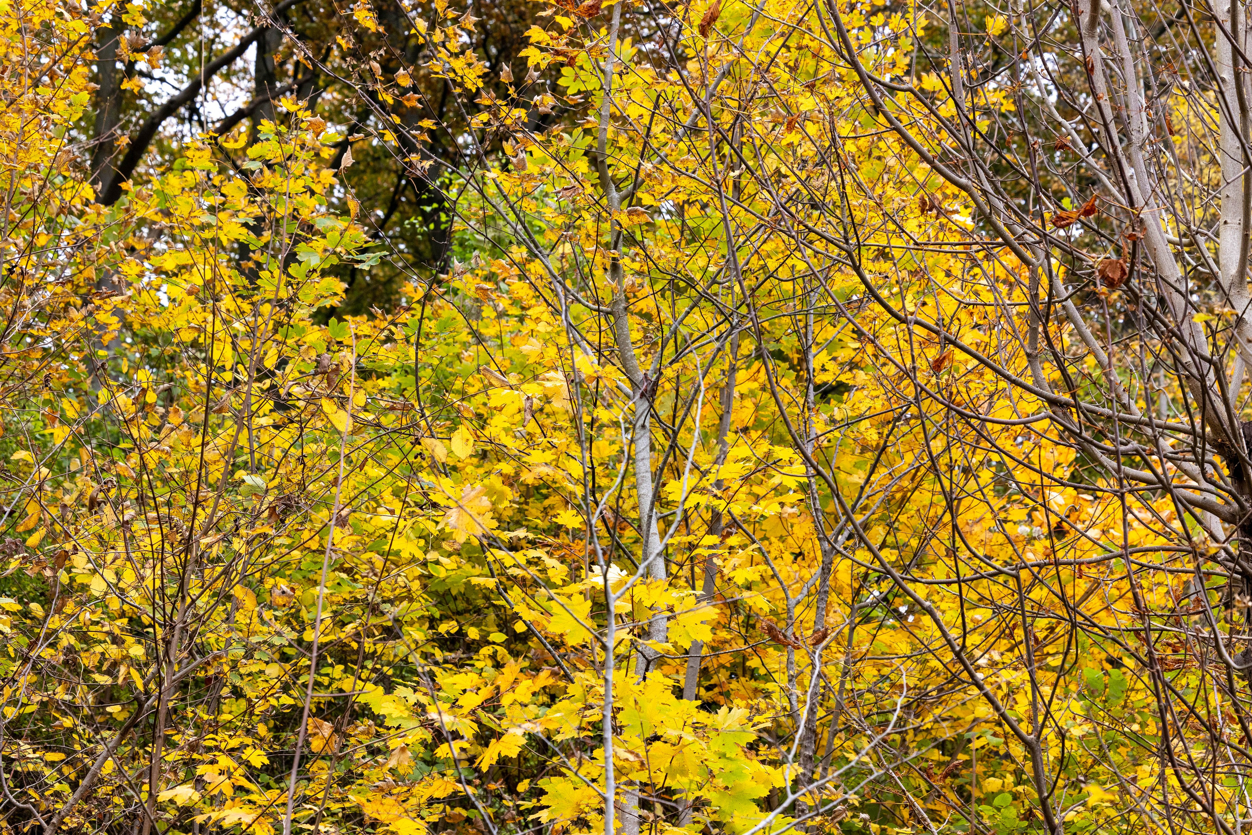 Efterår. Fotograf Aarhus | Portrætfoto Århus | Flotte billeder