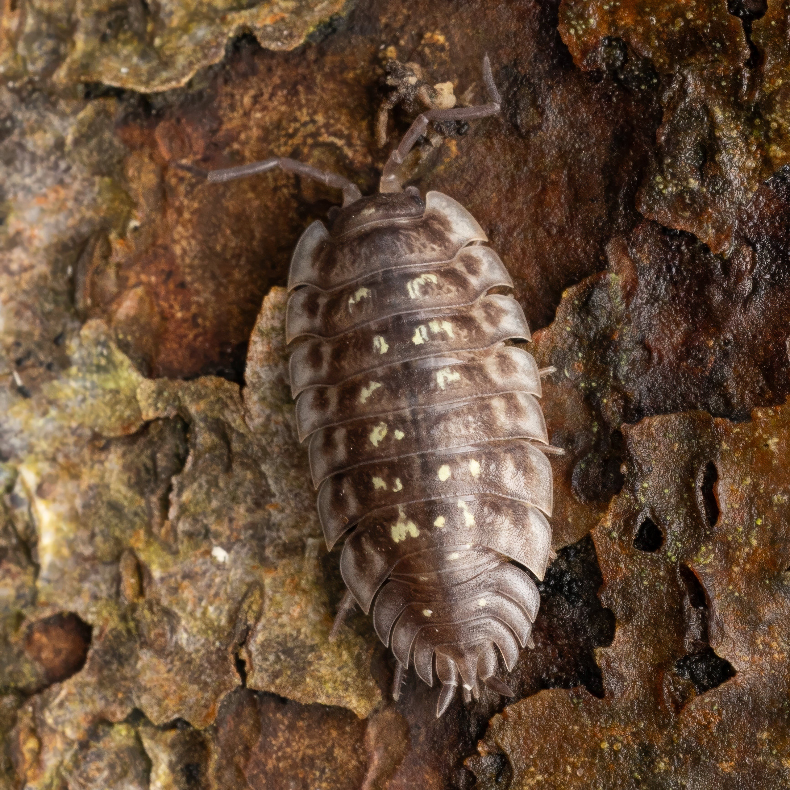 Forår. Fotograf Aarhus | Portrætfoto Århus | Flotte billeder