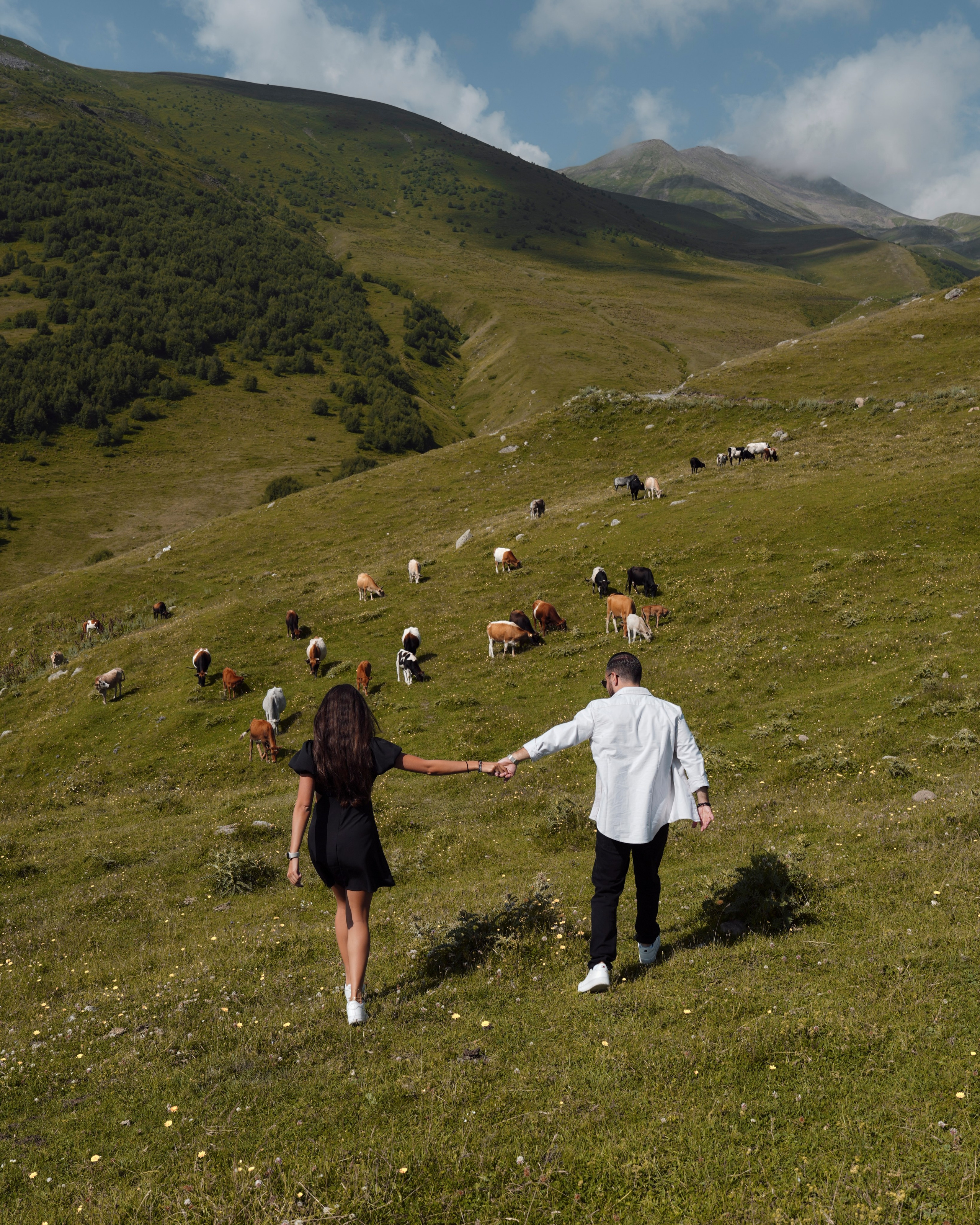Couple walking in green mountains Kazbegi with grazing cows