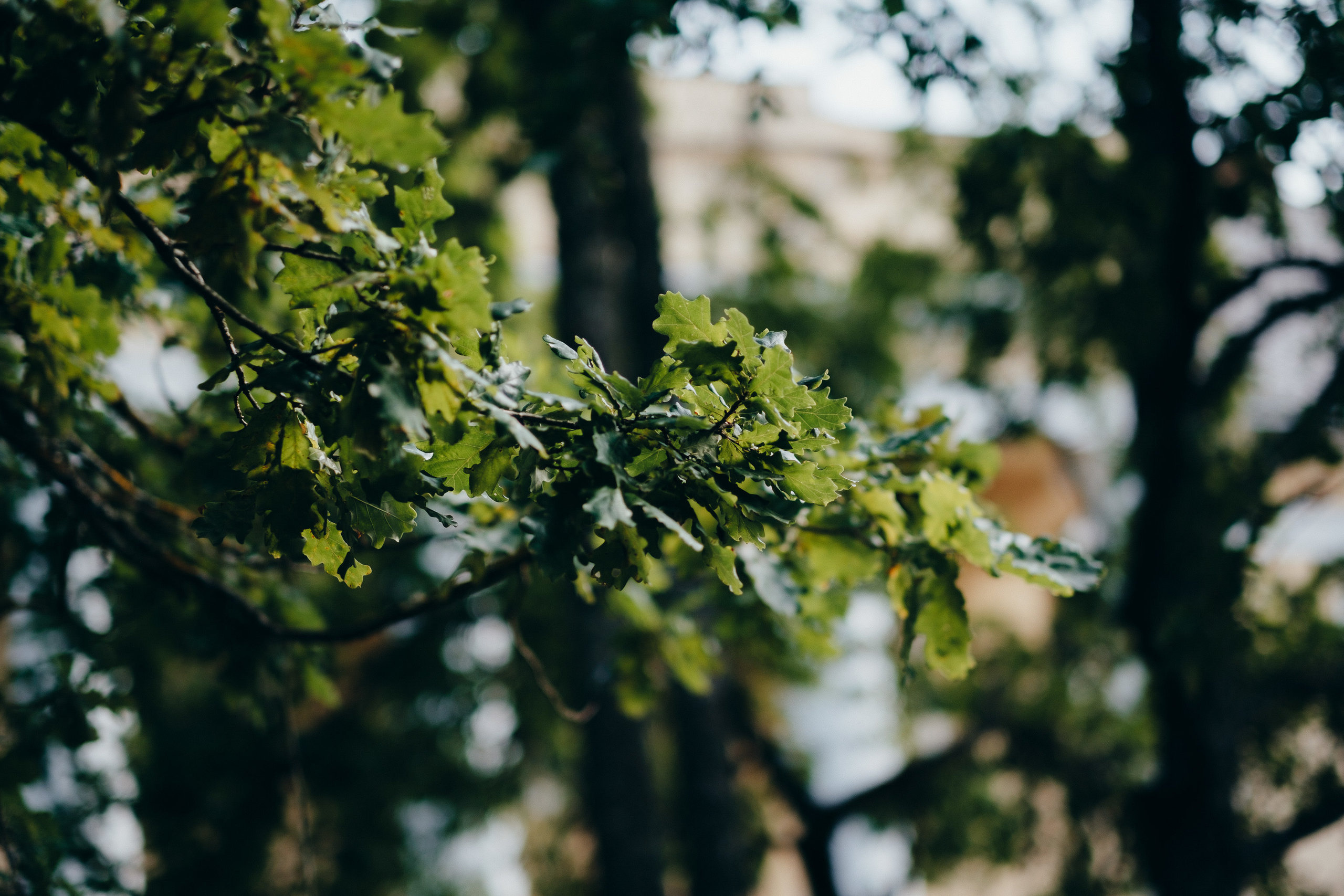 Kāzu stāsts Madara & Ingus. Kāzu × Ģimenes notikumu fotografs Edgars Kalniņš