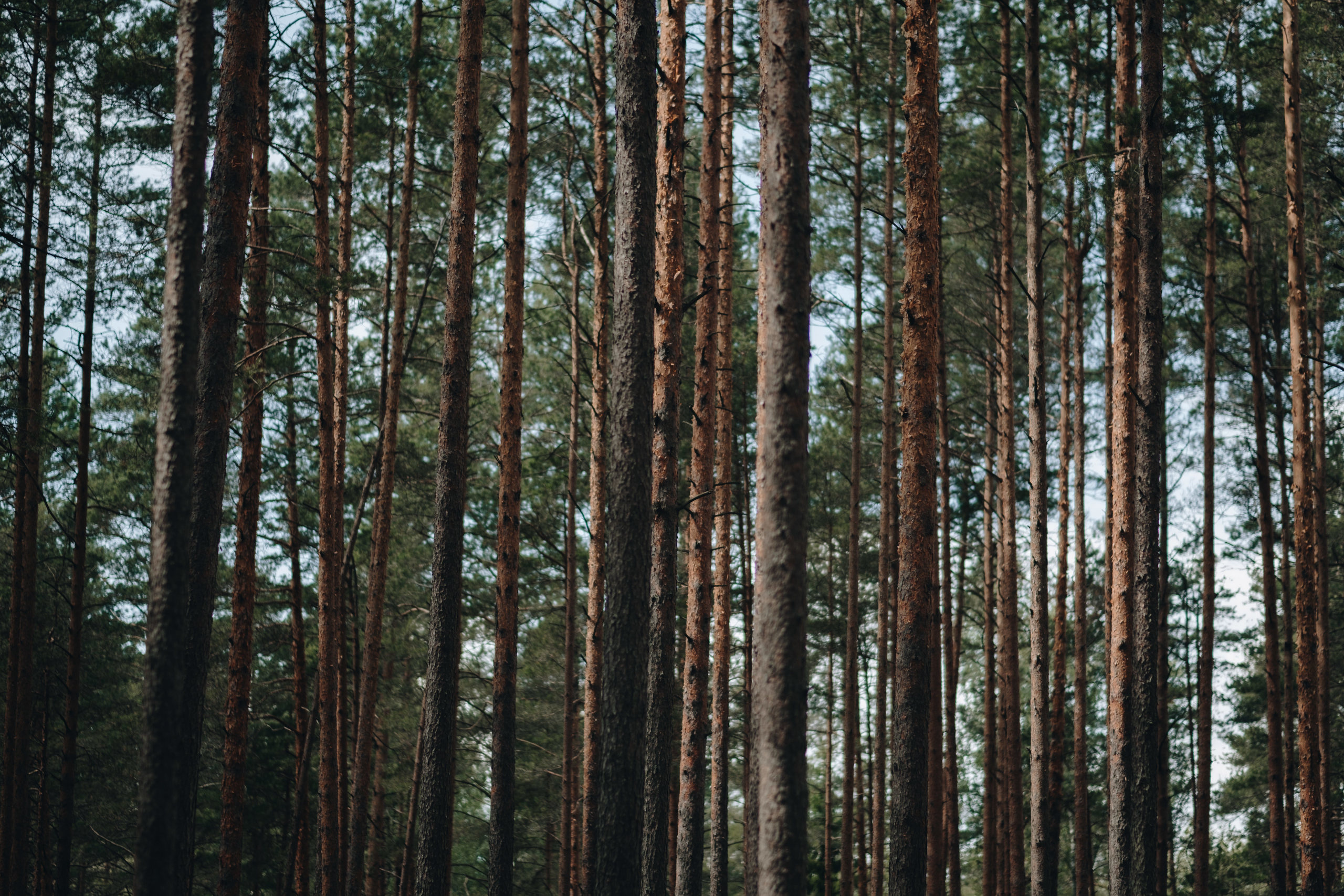 Kāzu stāsts Henrijs & Kristīne. Kāzu × Ģimenes notikumu fotografs Edgars Kalniņš
