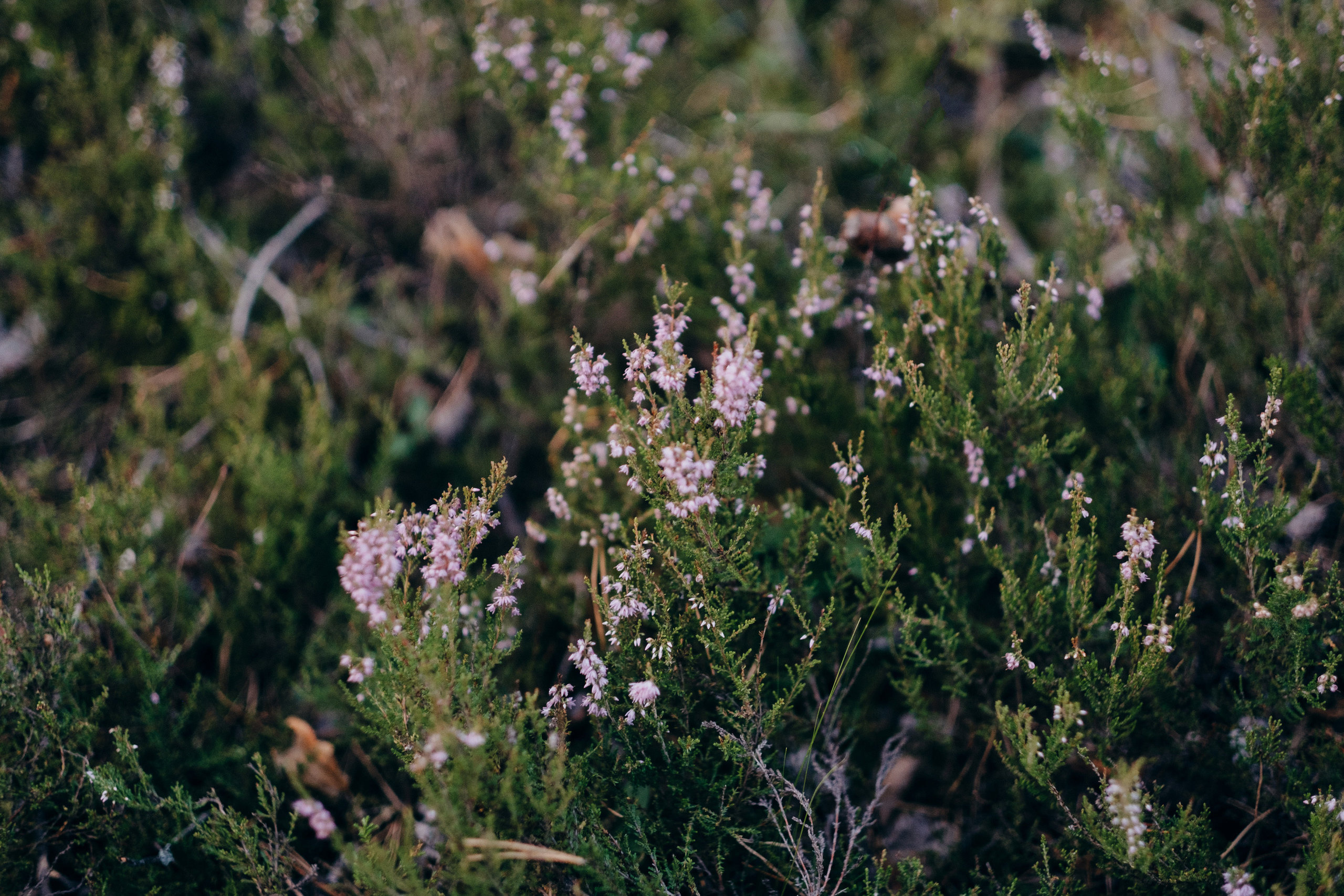 Kāzu stāsts Madara & Ingus. Kāzu × Ģimenes notikumu fotografs Edgars Kalniņš