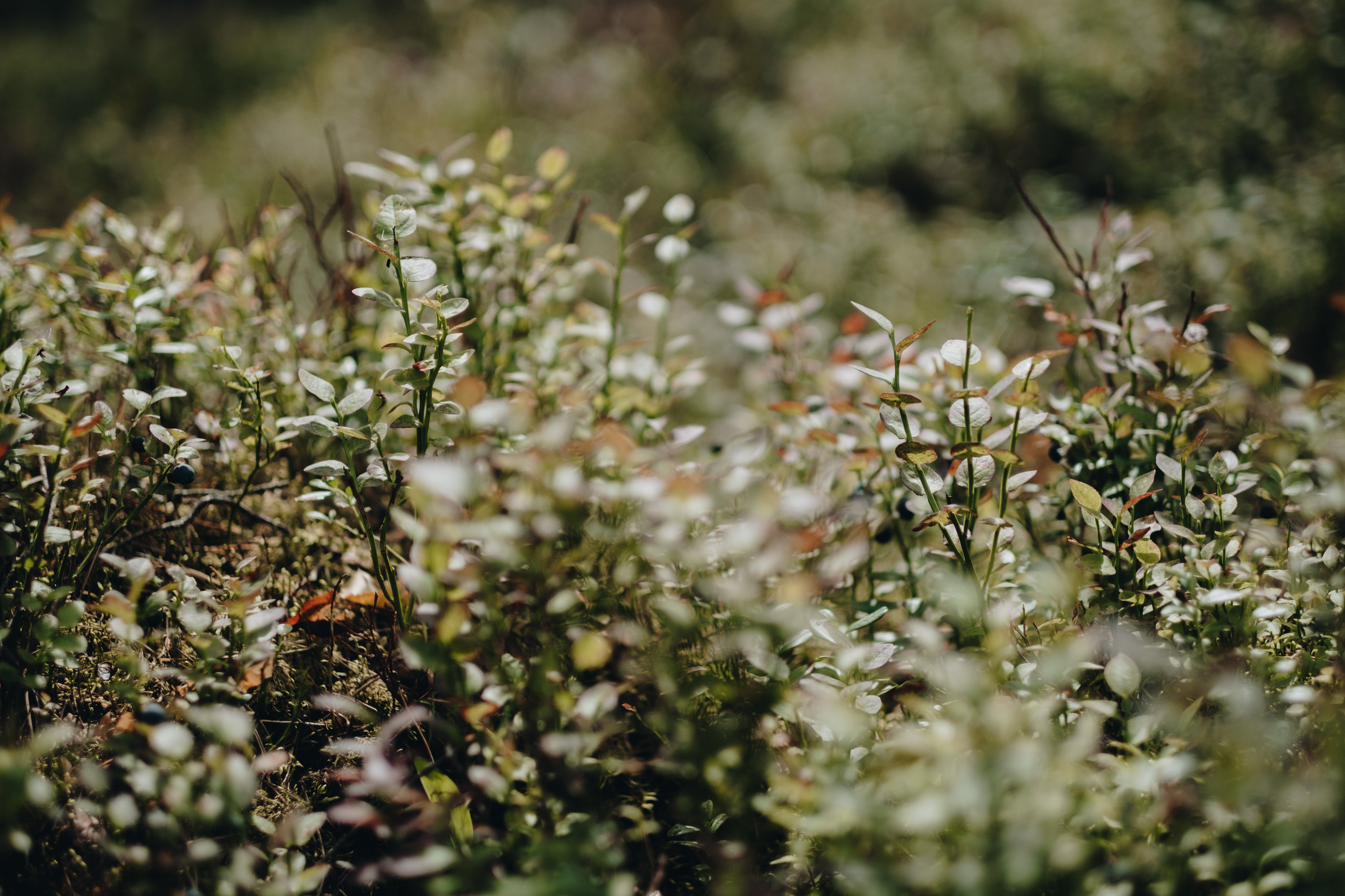 Kāzu stāsts Henrijs & Kristīne. Kāzu × Ģimenes notikumu fotografs Edgars Kalniņš