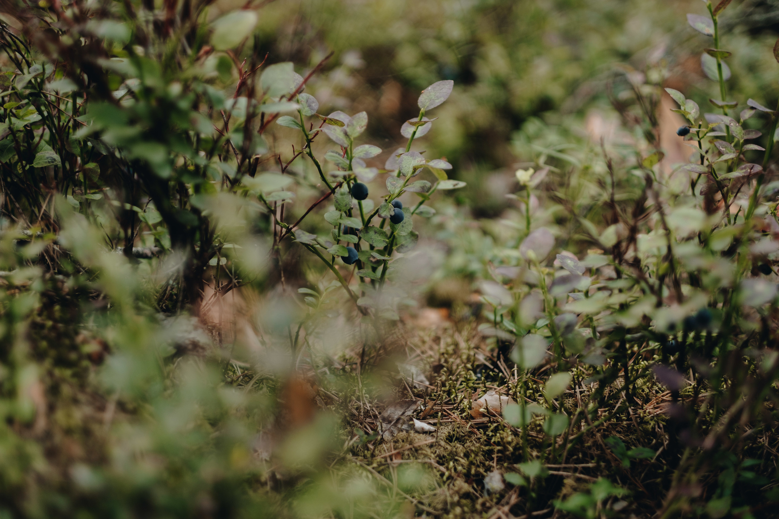 Kāzu stāsts Henrijs & Kristīne. Kāzu × Ģimenes notikumu fotografs Edgars Kalniņš