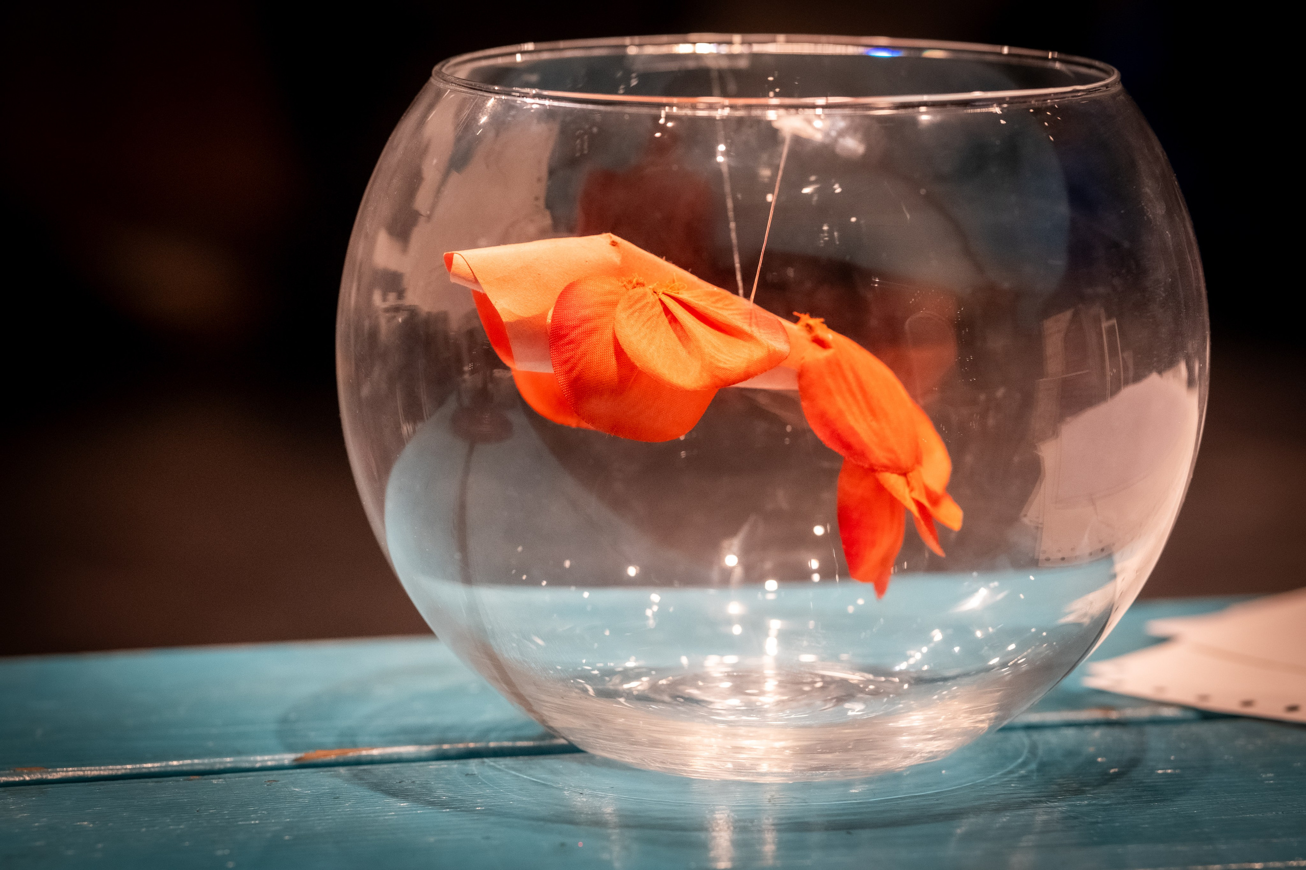 FISH DON'T CRY. Reportage concert portrait photography in the San Francisco Bay Area