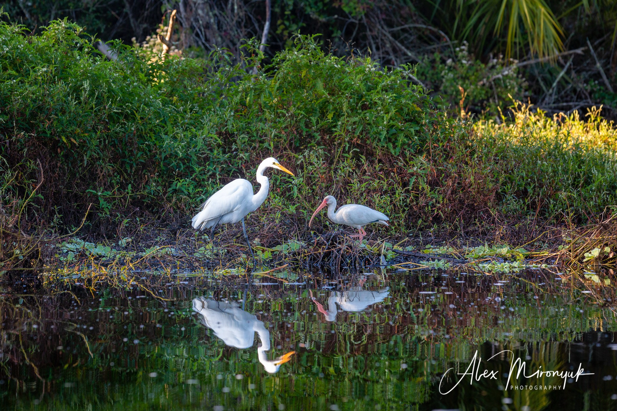 Exploring True Florida: Springs, Rivers & Manatees by Canoe. Pet, Senior, Landscape, portrait studio, photographer in Miami and Sou
