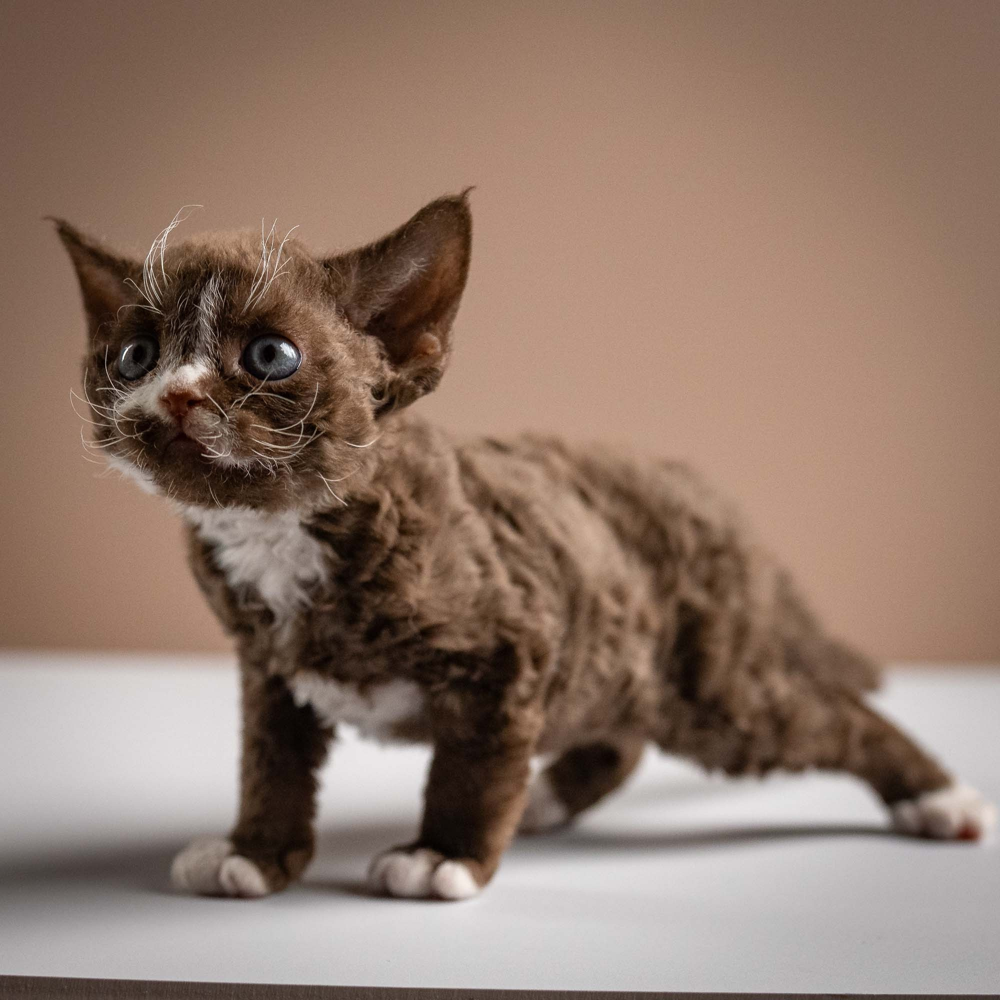 Preston, boy, born 02.11.26. Devon Rex Pixie Cattery