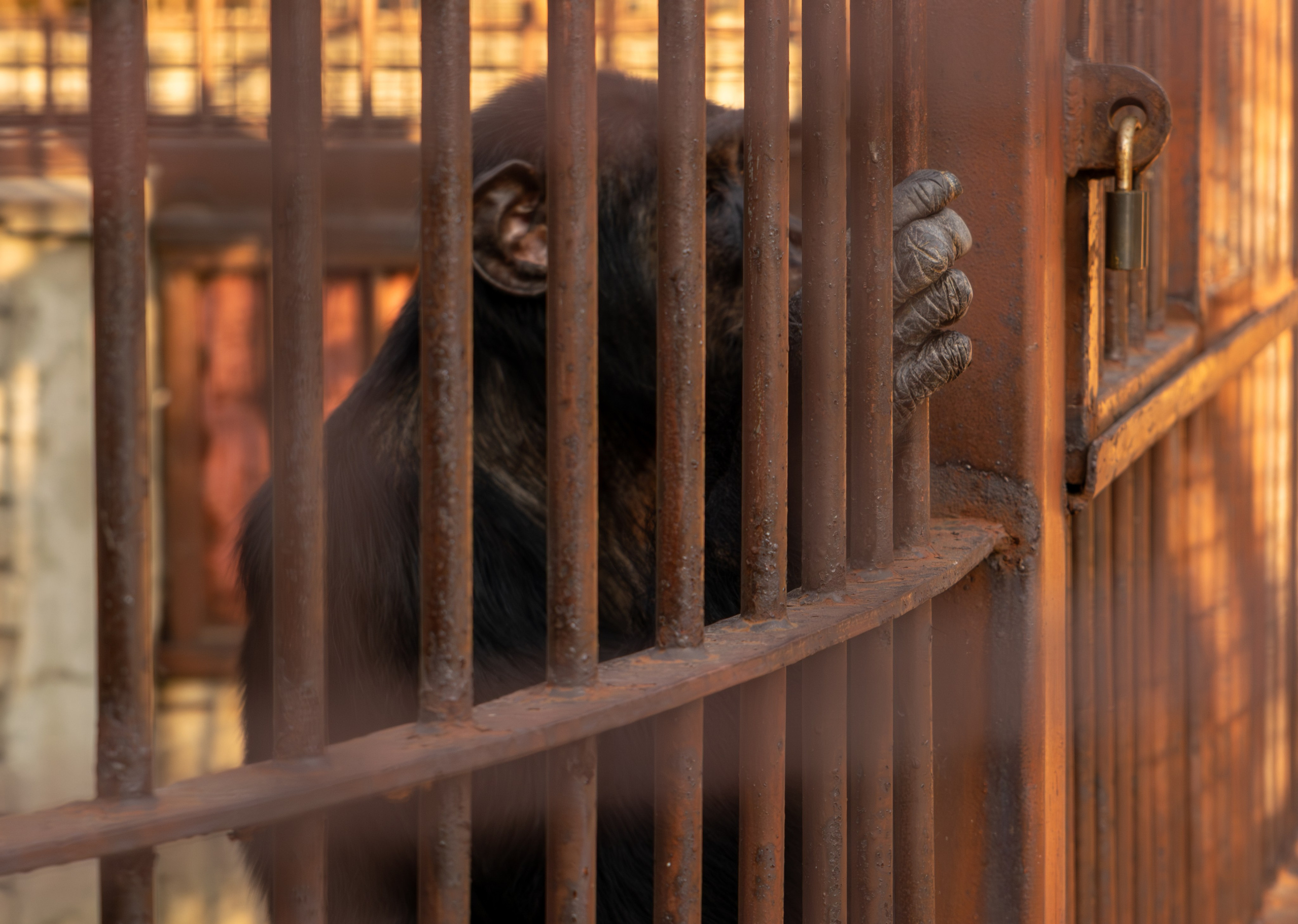 Belgrade ZOO. Victoria Fedoseenko. Photographer from Serbia
