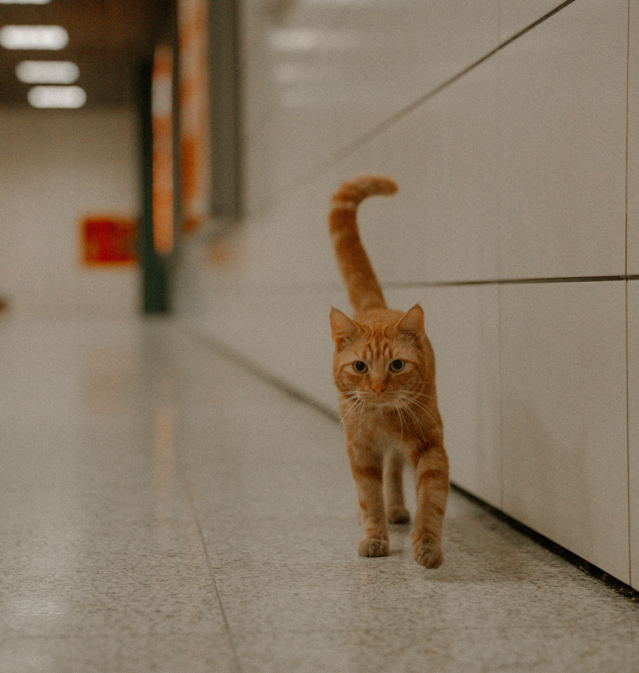 СТАМБУЛ. Стрит-фотография, полная абсурда, идиотизма и красоты