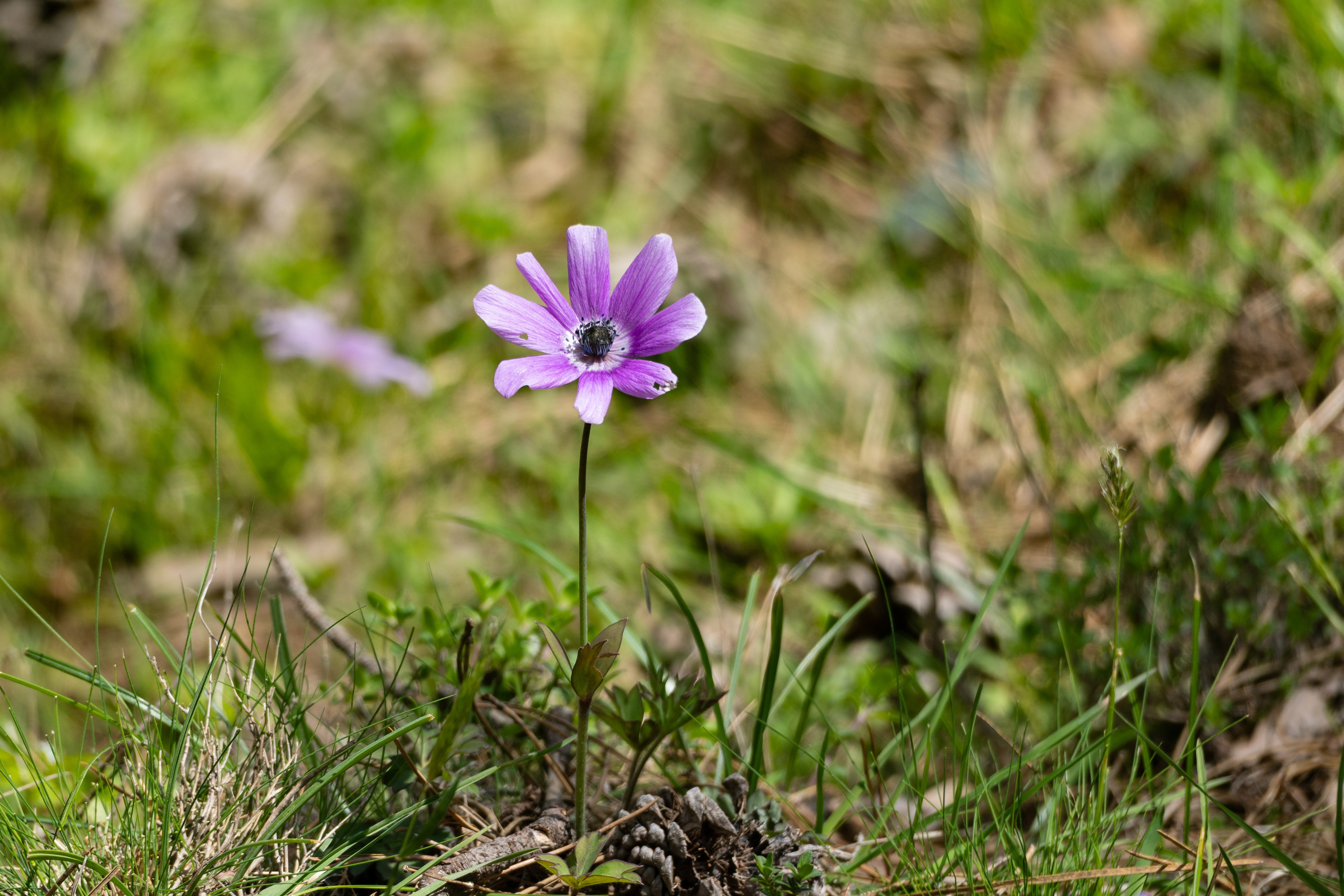 Thasos 2025. Fotografiideplacere.net