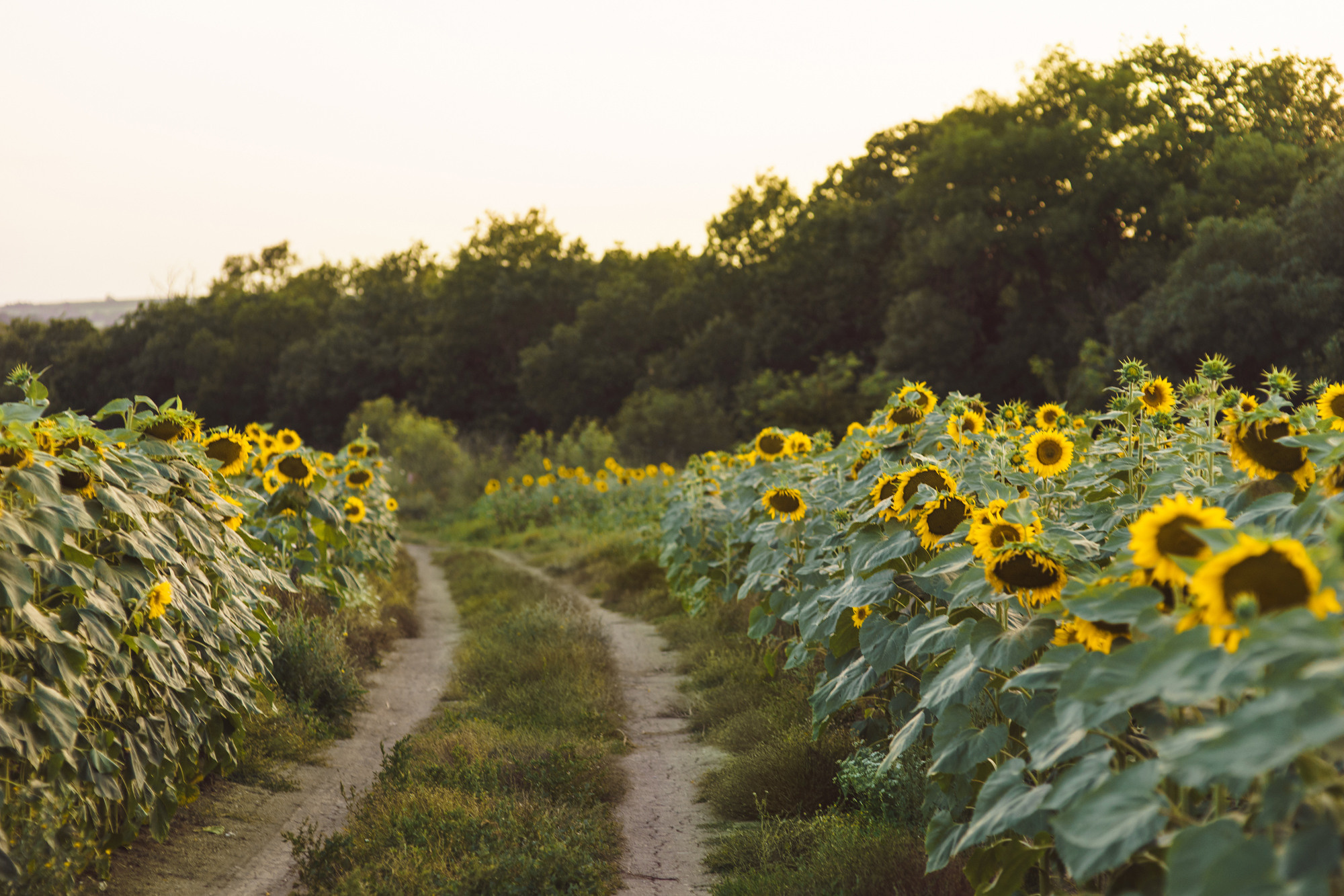 Мария и Младлен. Фотограф в Болгарии Екатерина Зубкова