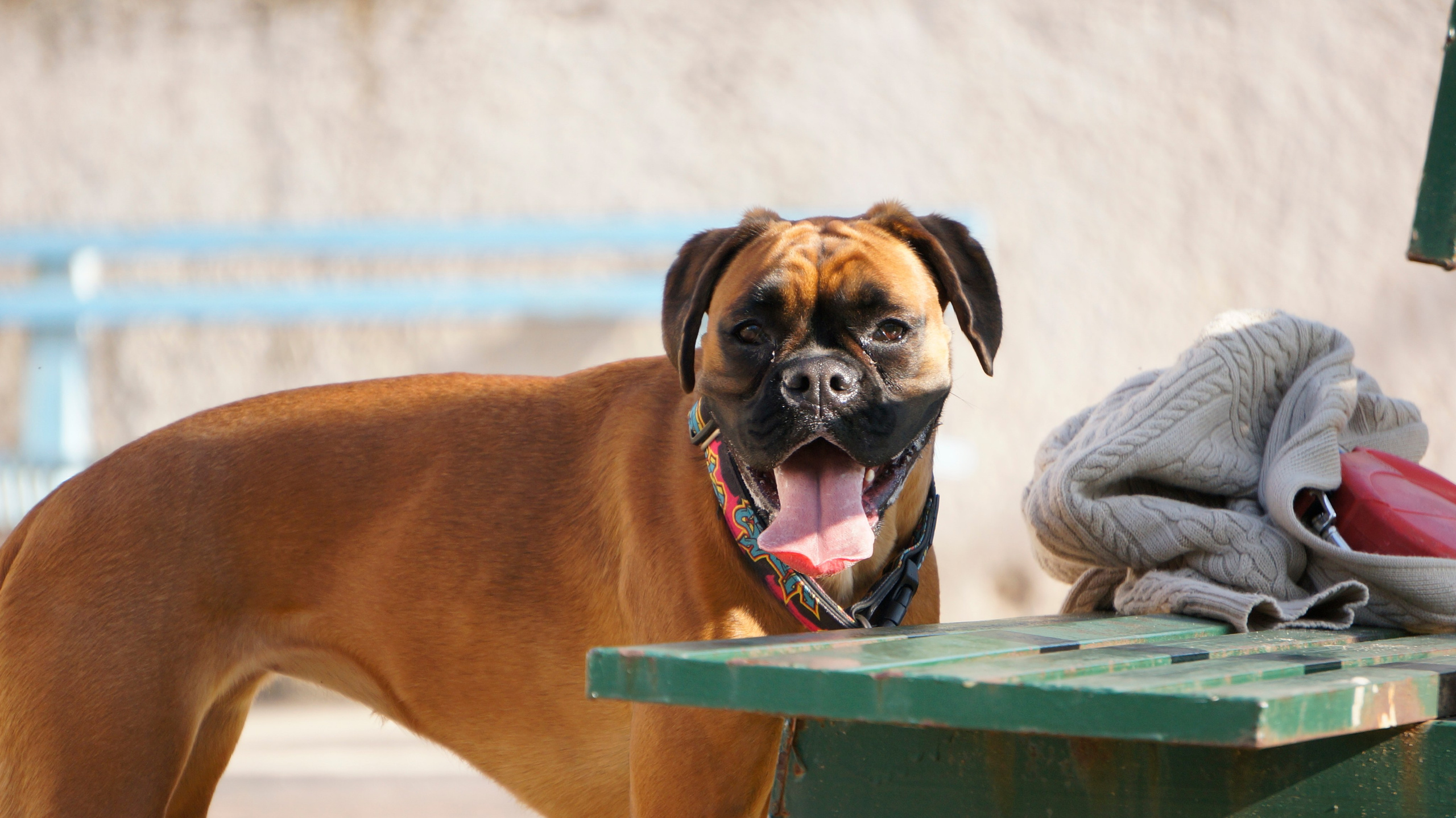 My ״Star״ Boxer Dog