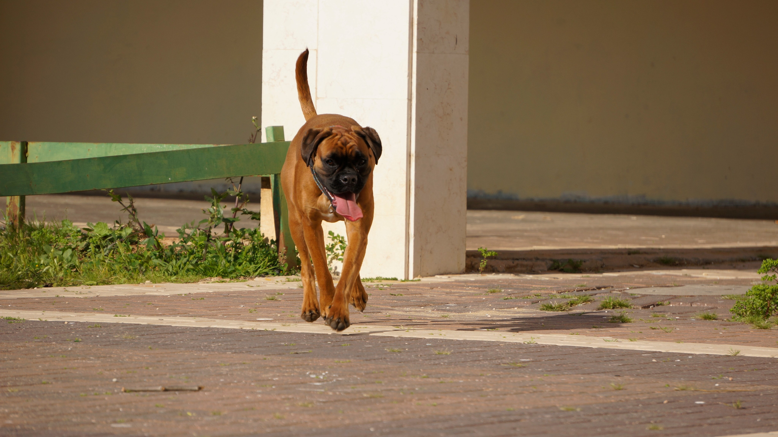 My ״Star״ Boxer Dog