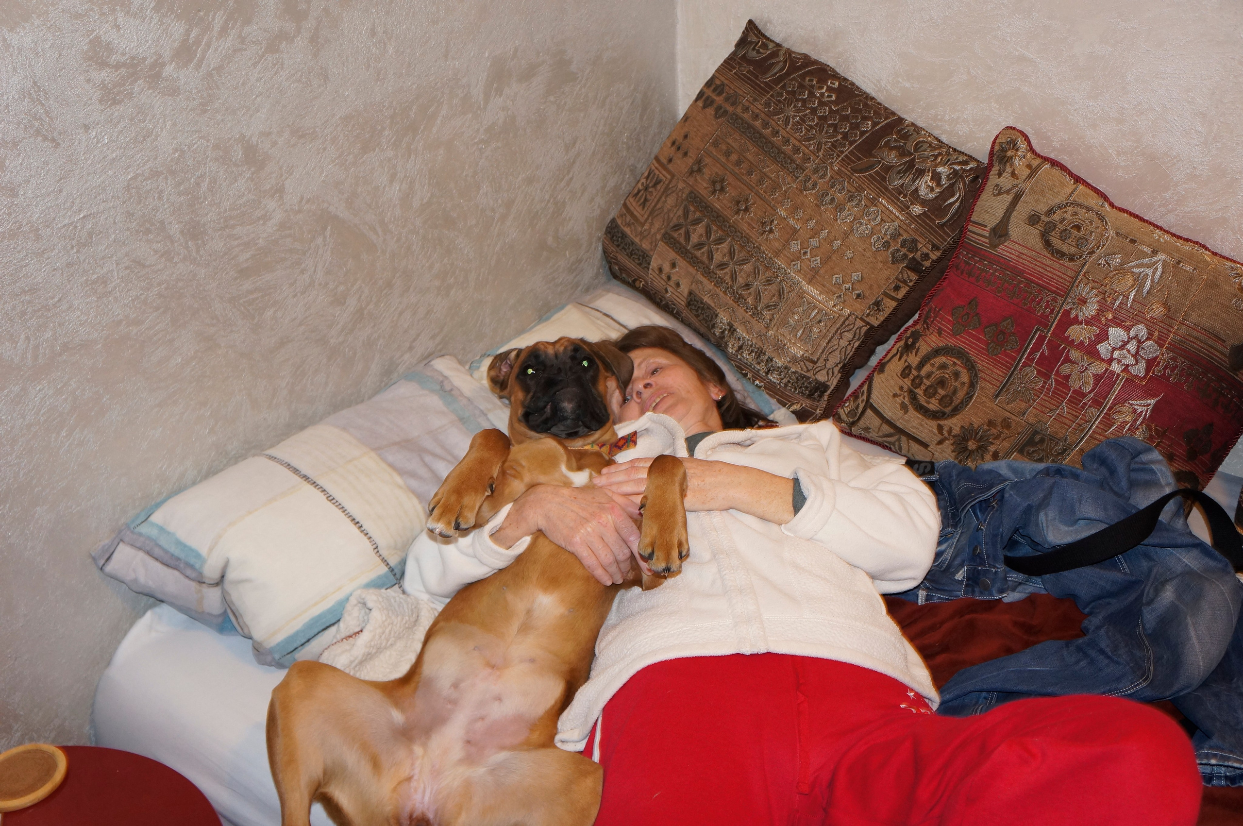 My ״Star״ Boxer Dog