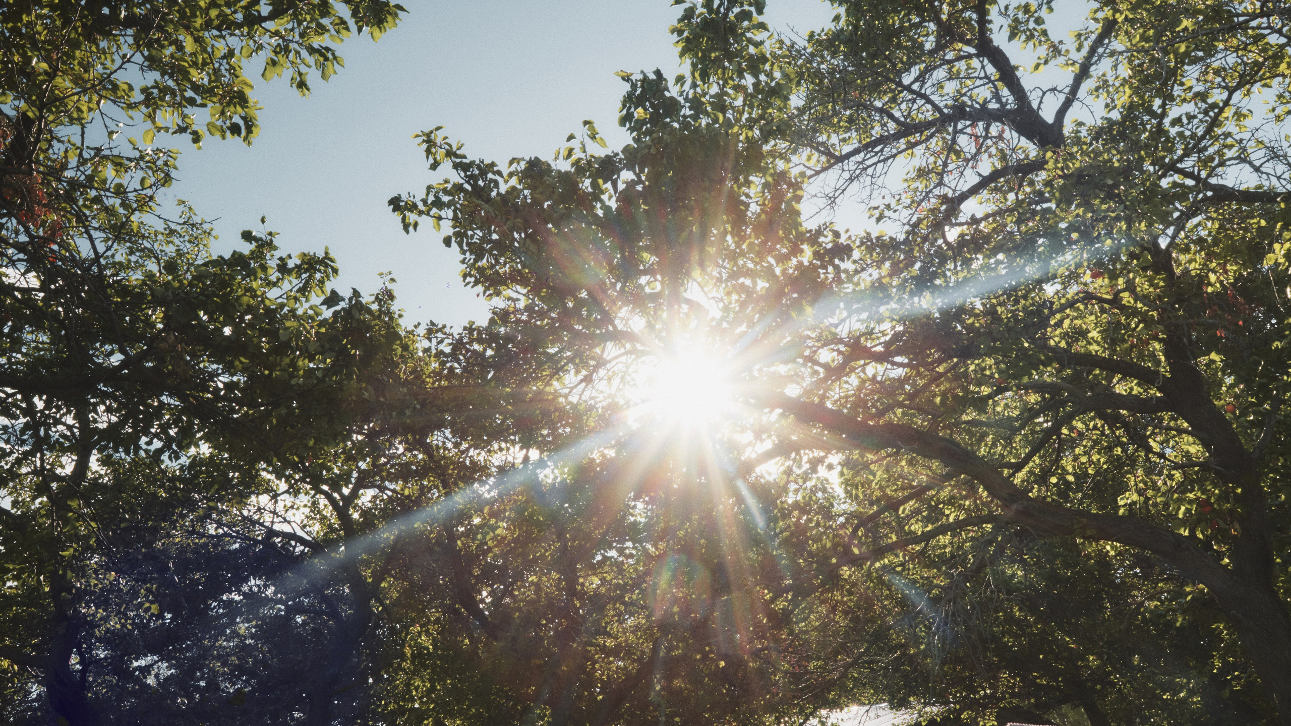 Анзу. Валерия Вартанова. Фотограф