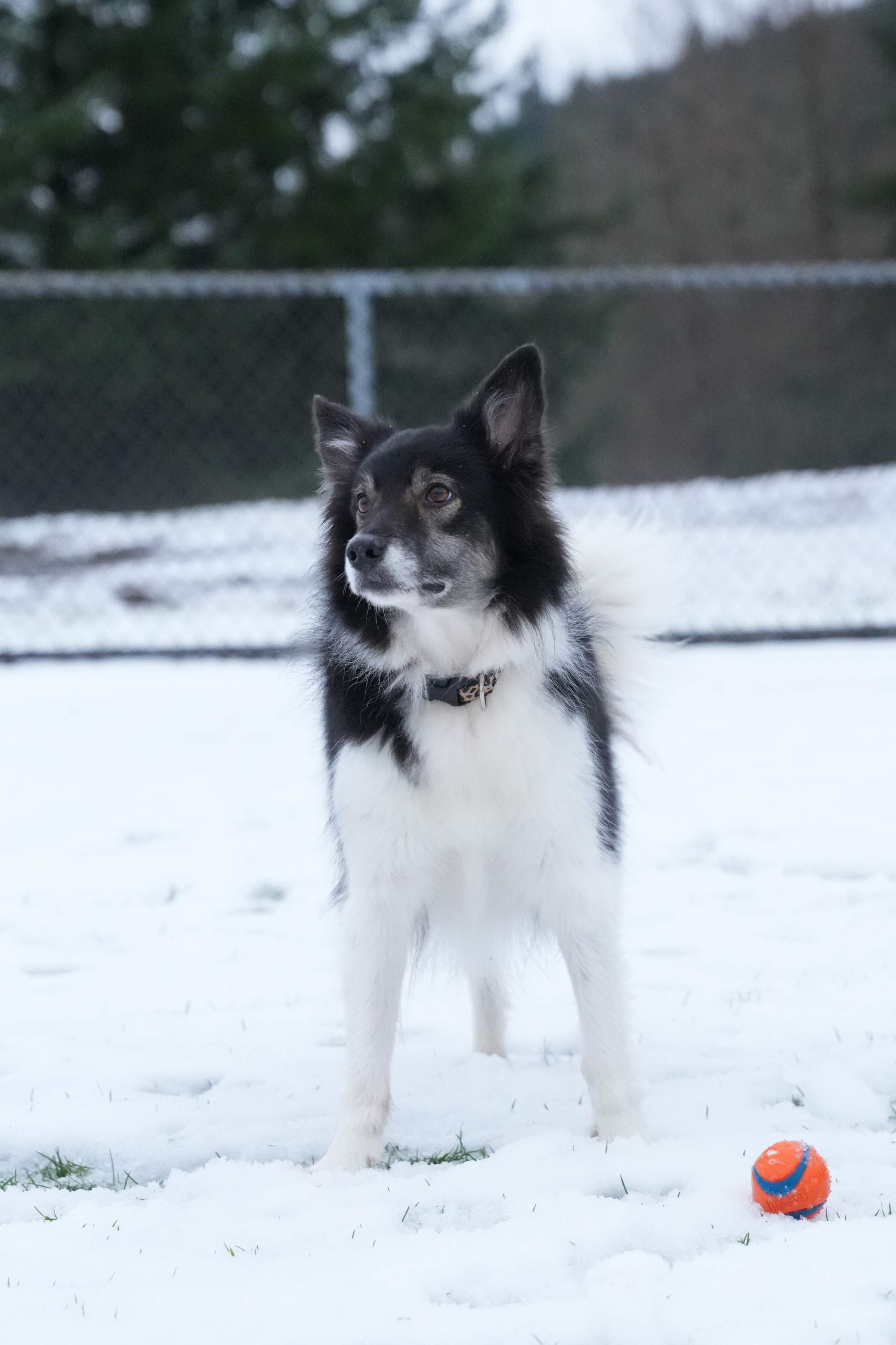 Pets. Shuttergry Photography