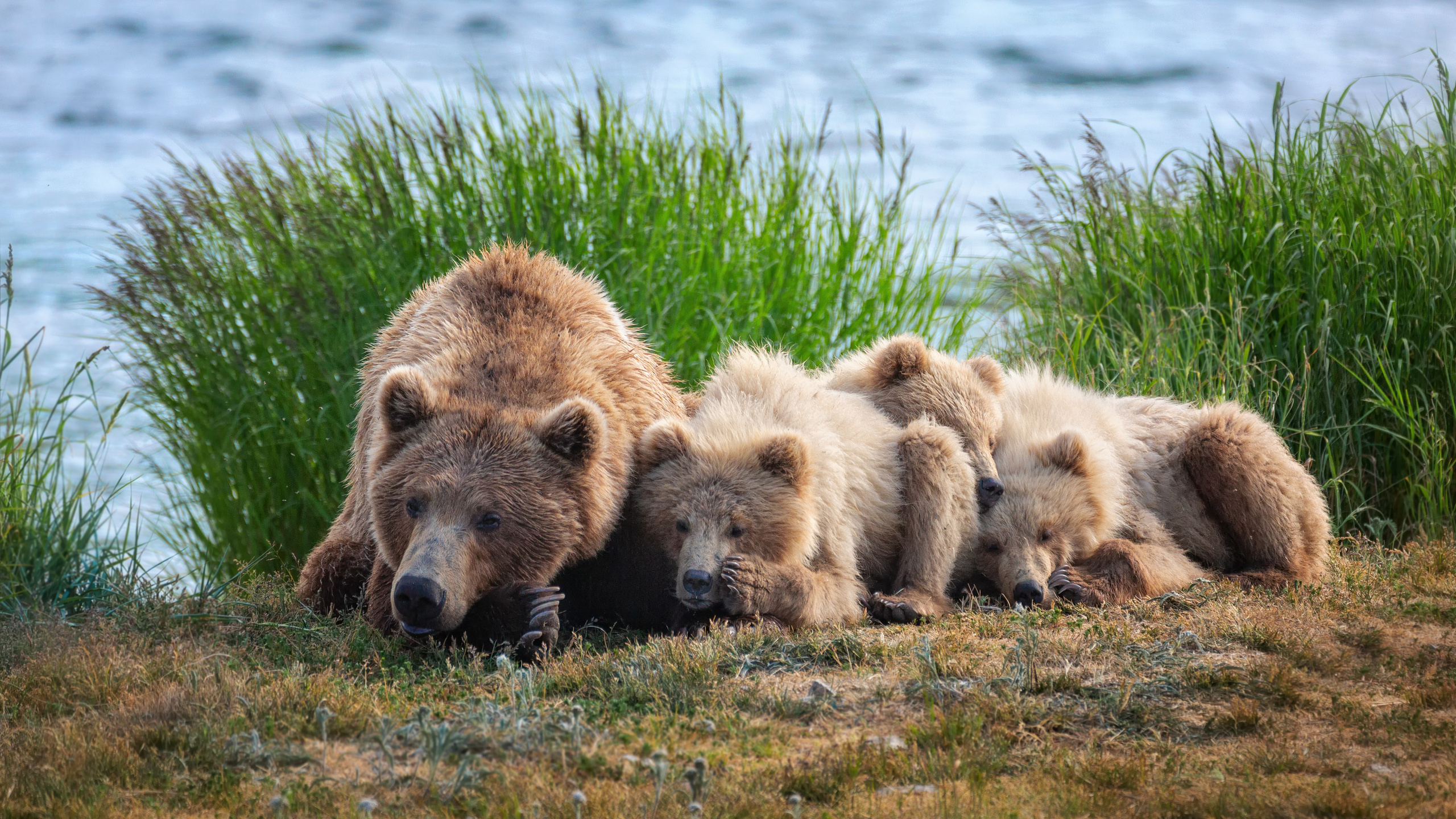 Alaska. Pet, Senior, Landscape, portrait studio, photographer in Miami and Sou