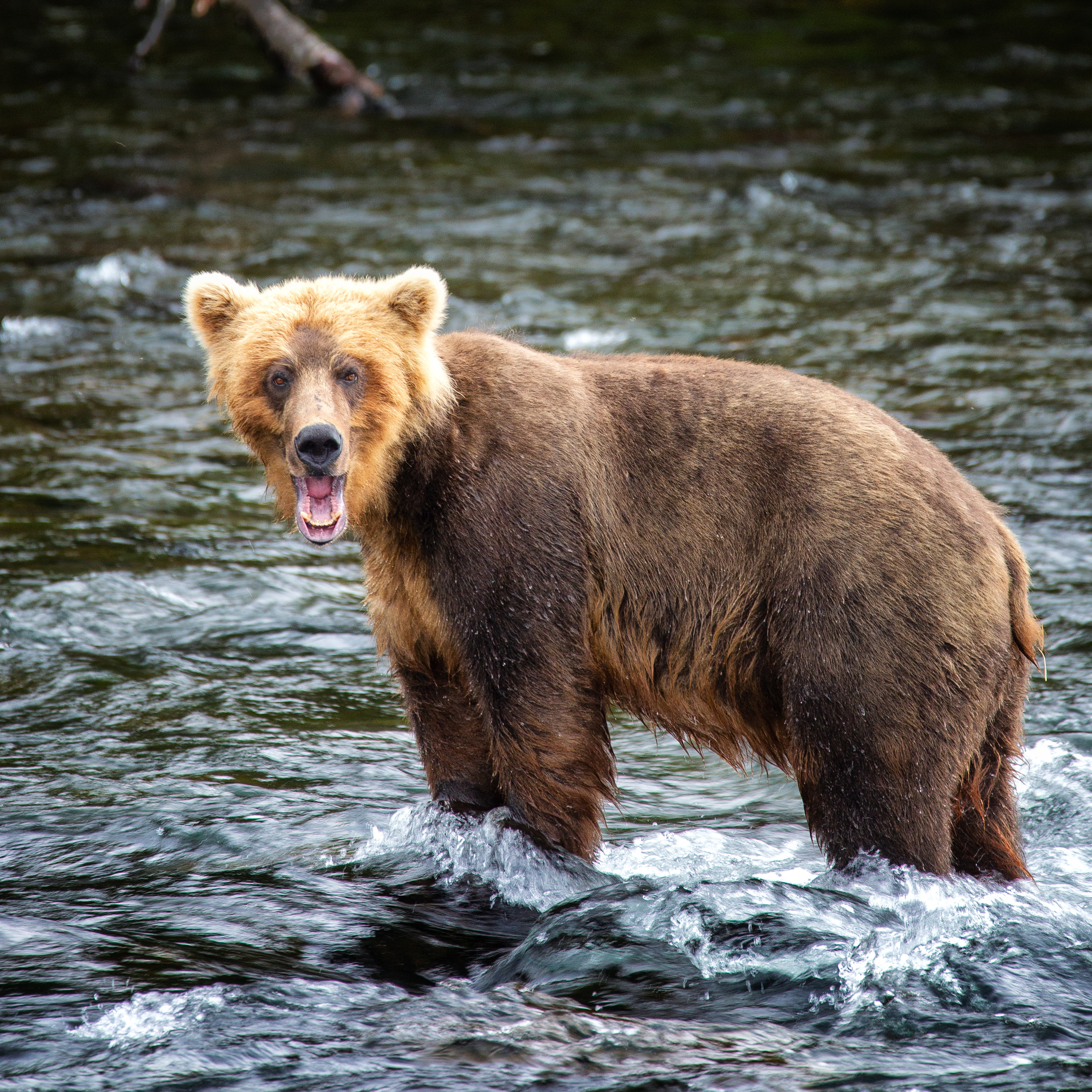 Alaska. Pet, Senior, Landscape, portrait studio, photographer in Miami and Sou