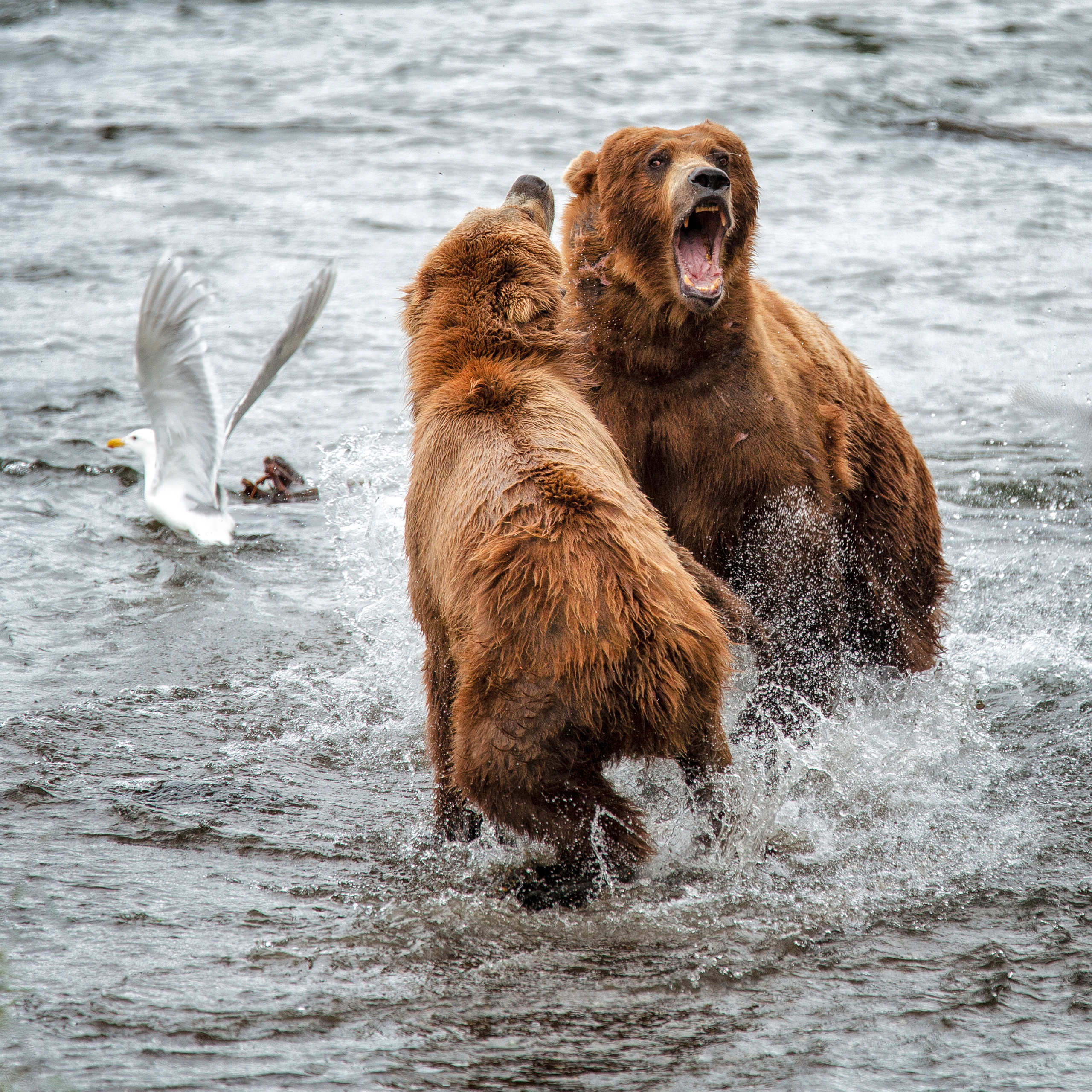 Alaska. Pet, Senior, Landscape, portrait studio, photographer in Miami and Sou