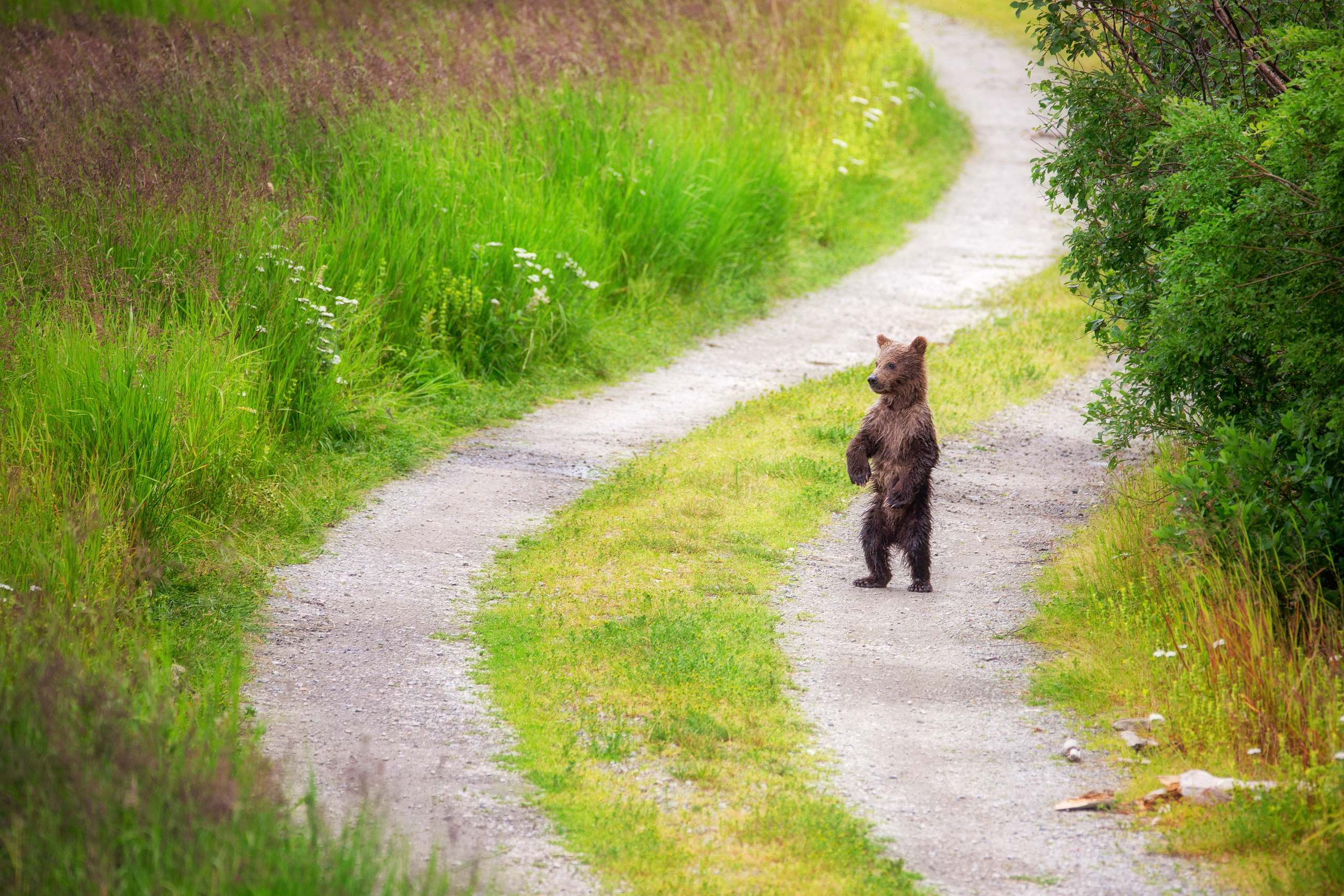 Alaska. Pet, Senior, Landscape, portrait studio, photographer in Miami and Sou