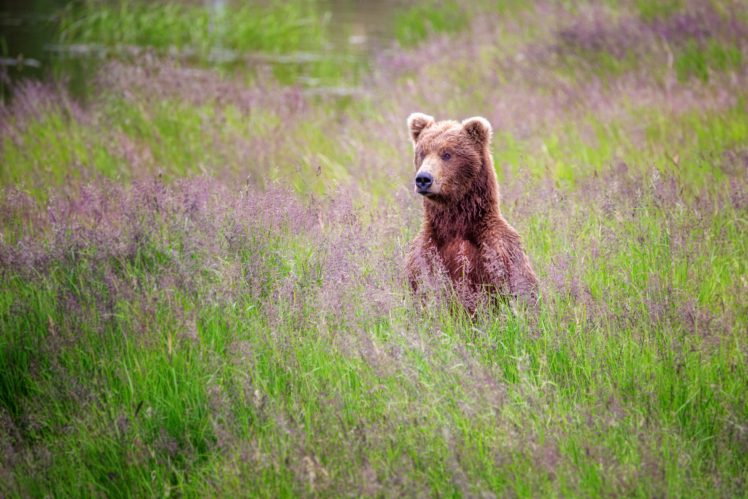 Alaska. Pet, Senior, Landscape, portrait studio, photographer in Miami and Sou