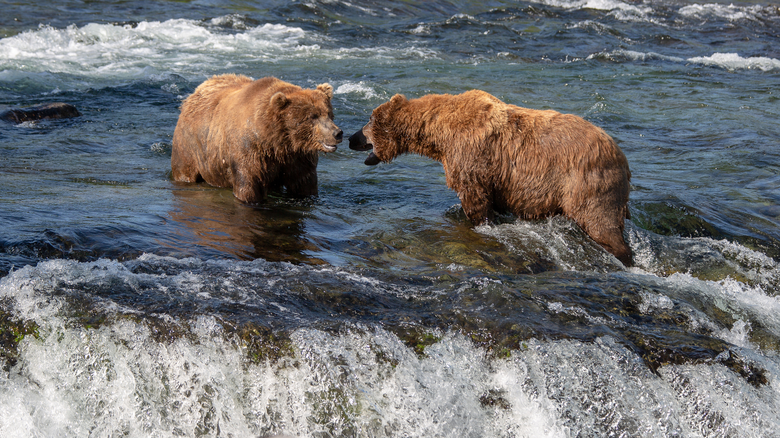 Alaska. Pet, Senior, Landscape, portrait studio, photographer in Miami and Sou