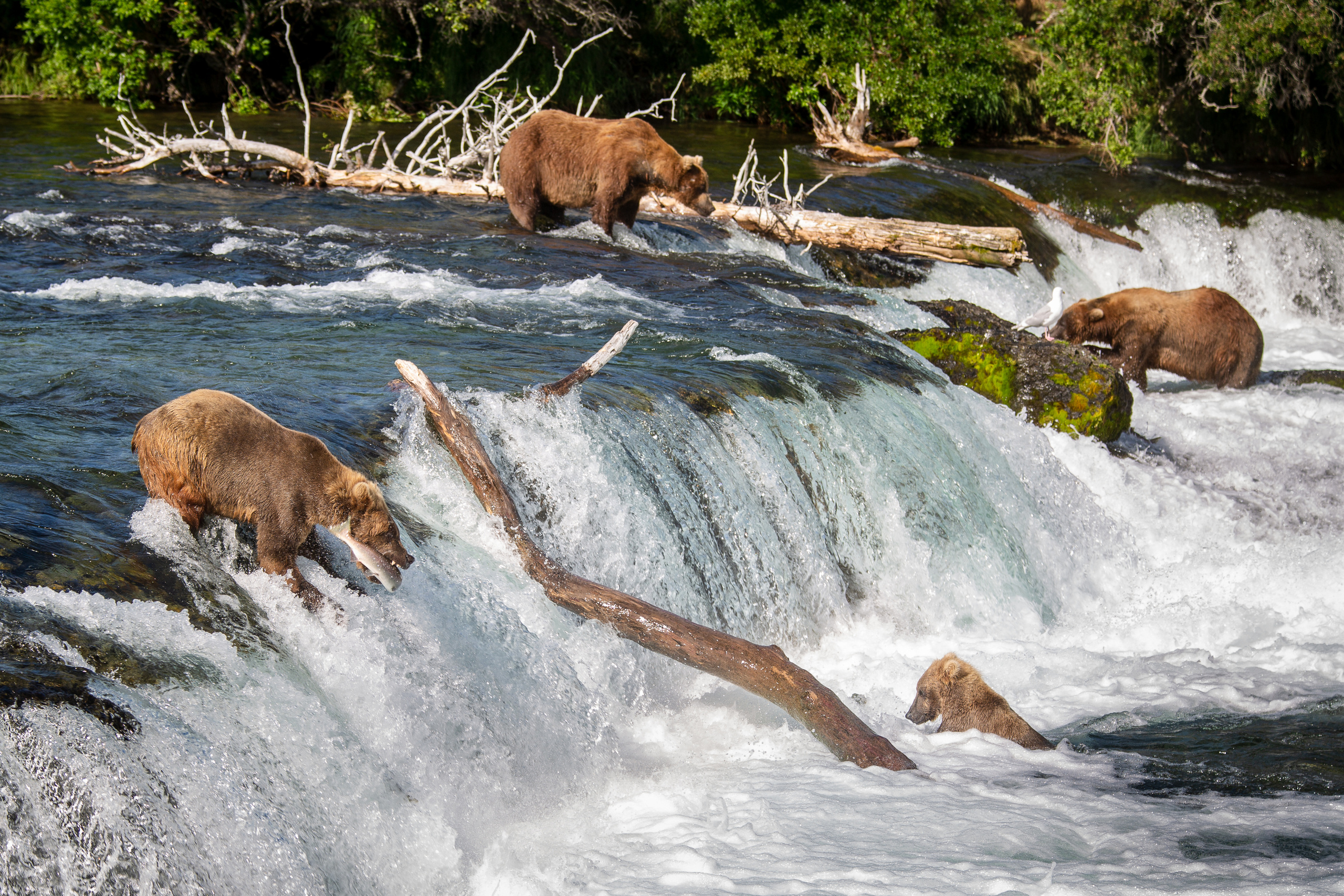 Alaska. Pet, Senior, Landscape, portrait studio, photographer in Miami and Sou