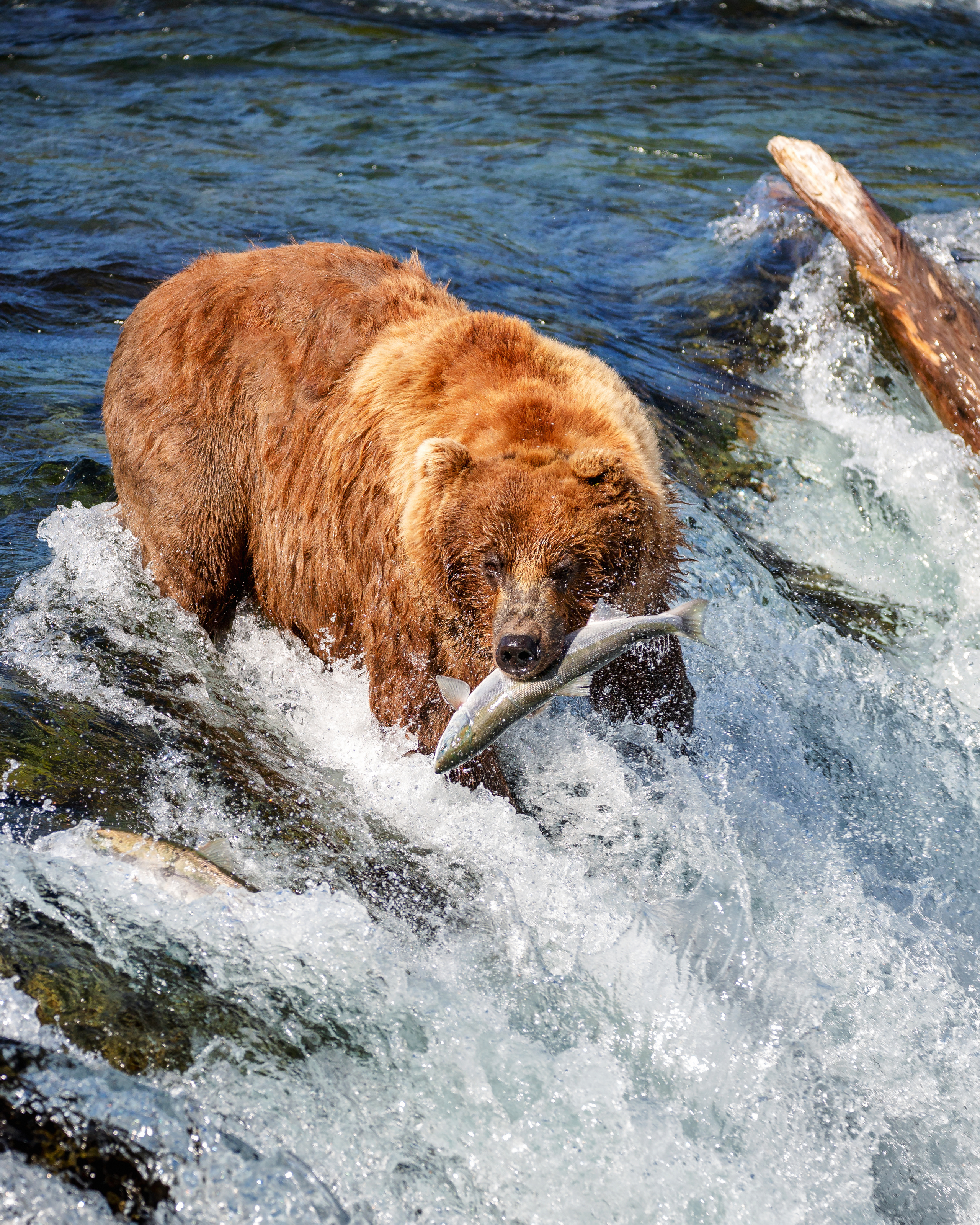 Alaska. Pet, Senior, Landscape, portrait studio, photographer in Miami and Sou